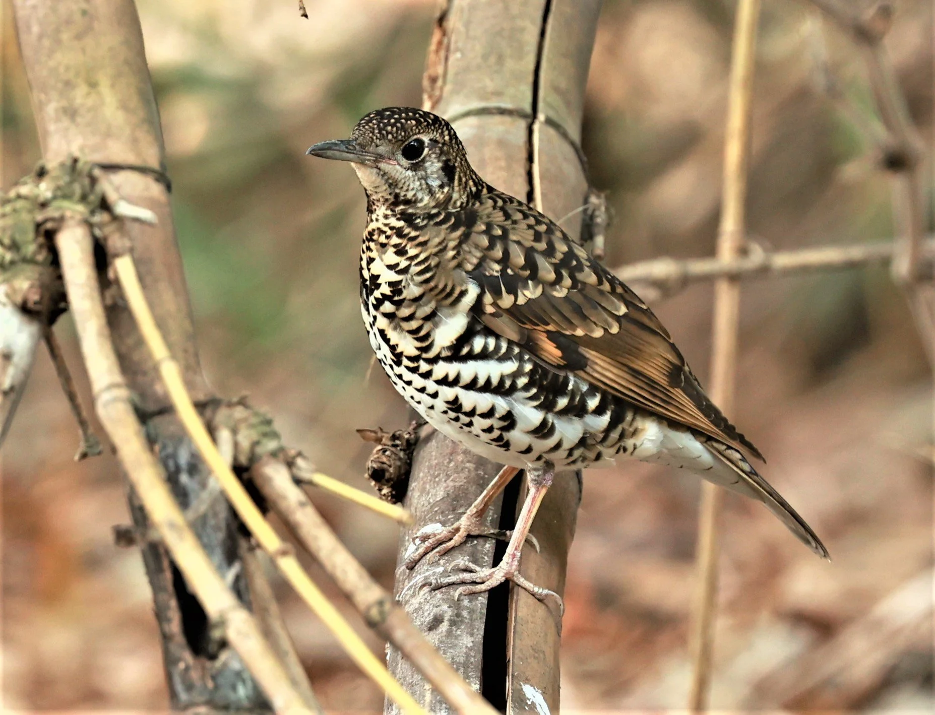 White's Thrush (Zoothera aurea) Putthamonthon Park Nakhon Pathom Thailand (215).jpg