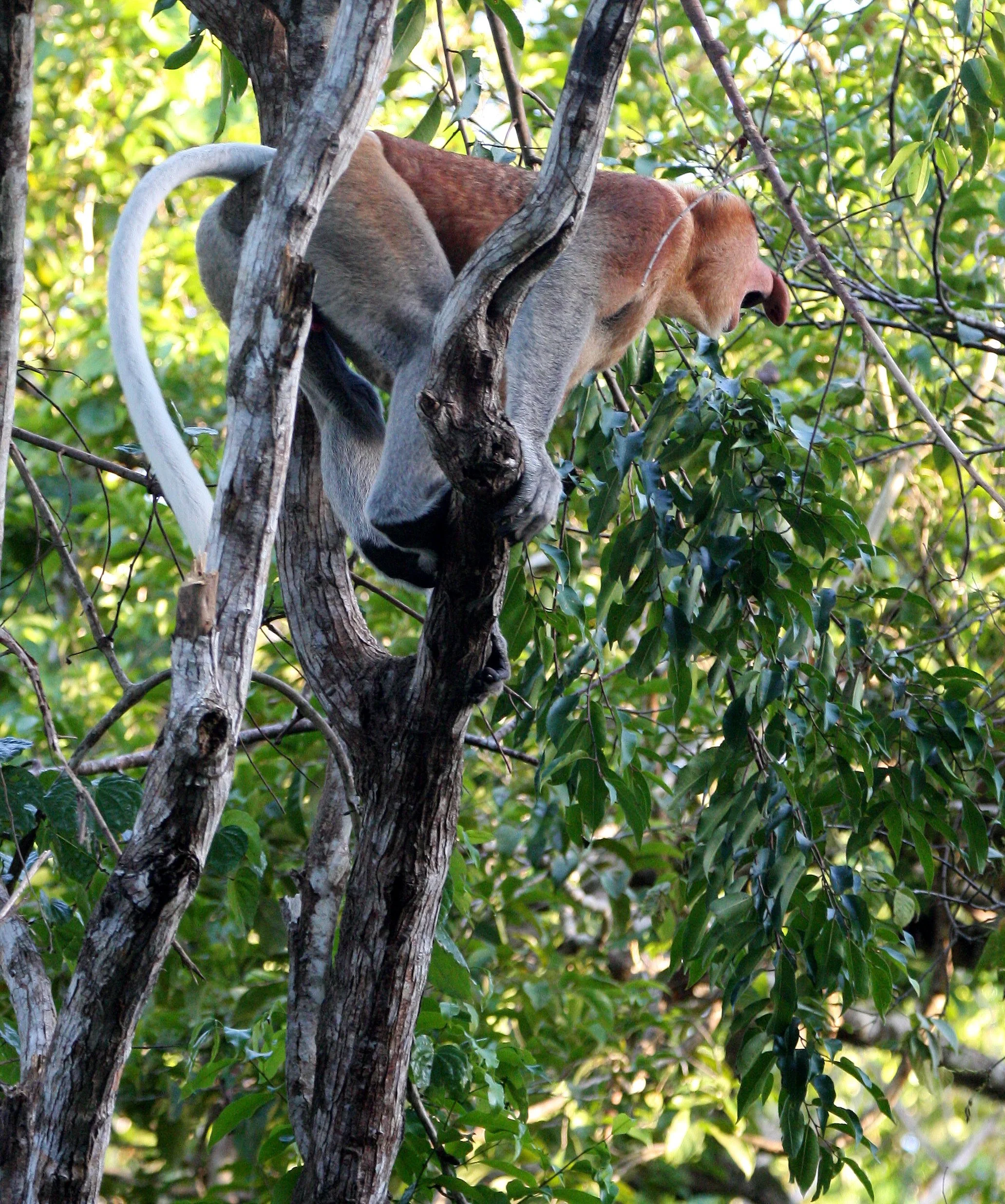 CERCOPITHECIDAE - Nasalis larvatus -PROBOSCIS MONKEY TROOP - KINABATANGAN RIVER BORNEO  (25).JPG