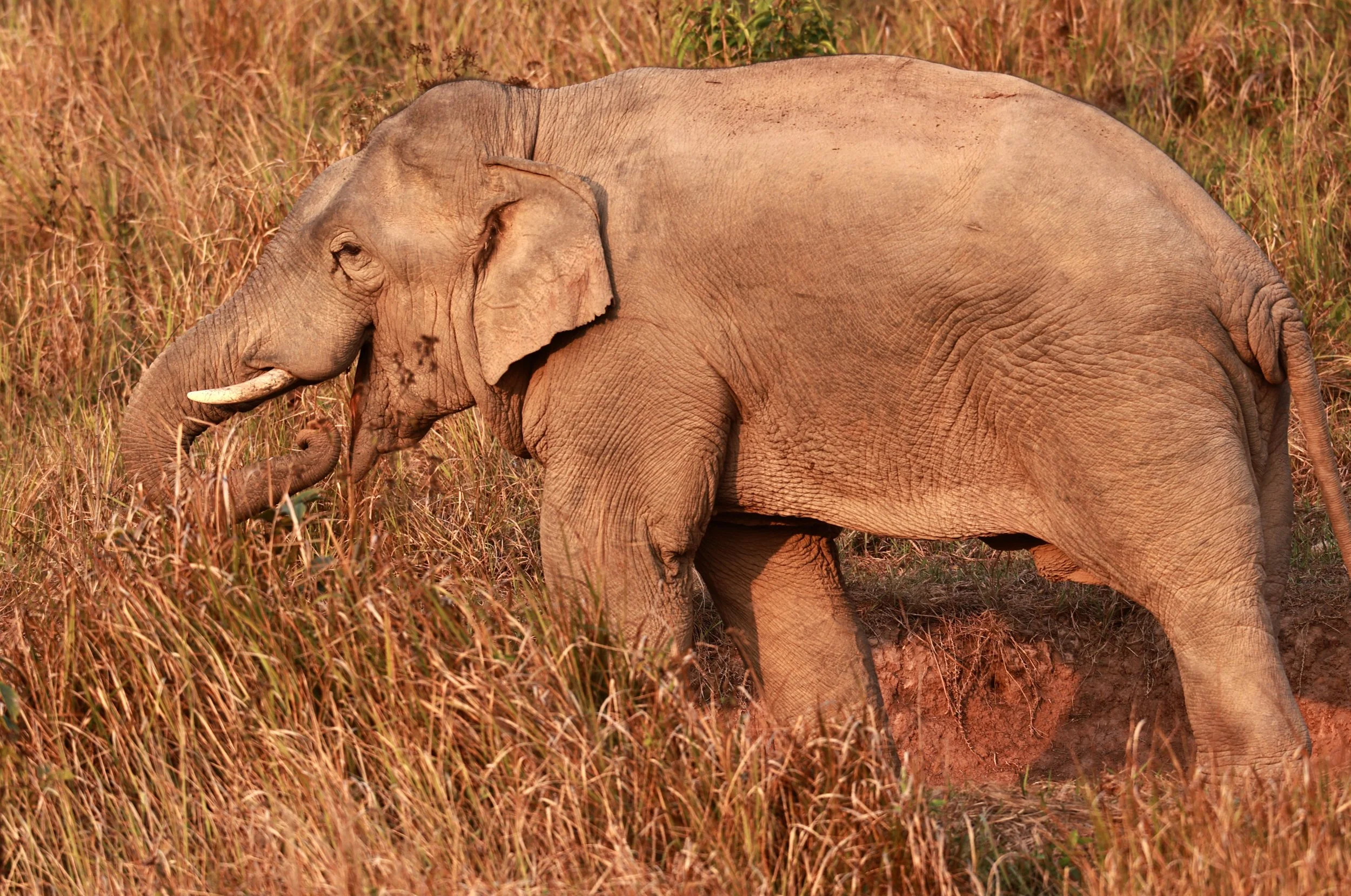 Asian Elephant (Elephas maximus) Khao Yai National Park, Thailand (72).jpg