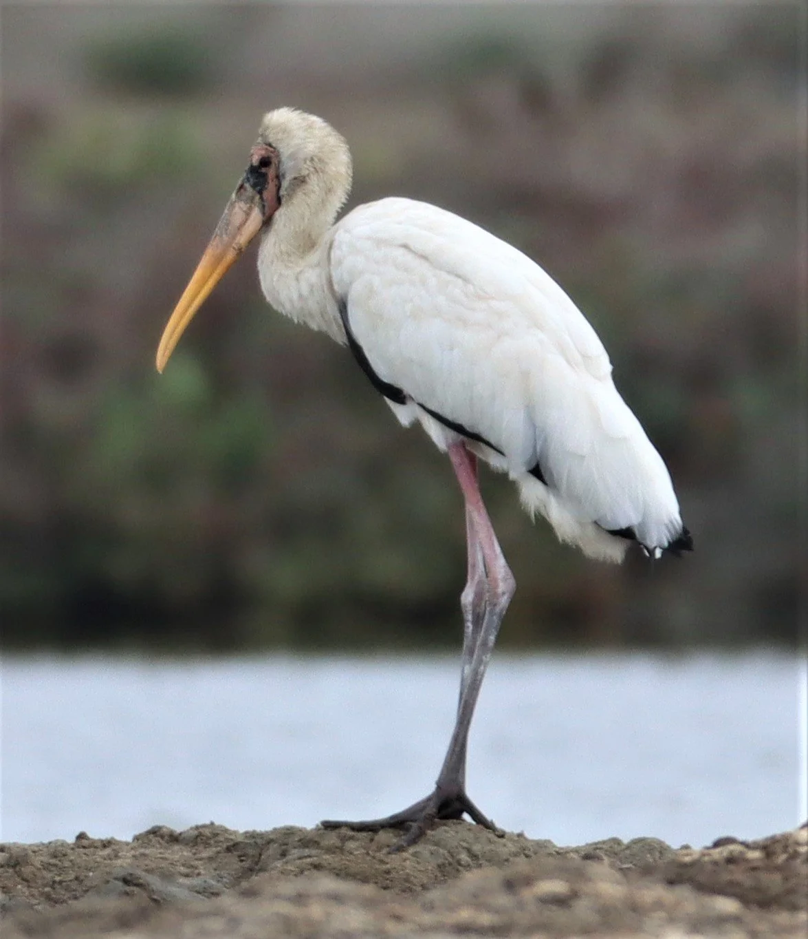STORK - MILKY STORK - Mycteria cinerea - KHLONG TAMRU CHONBURI (36).jpg