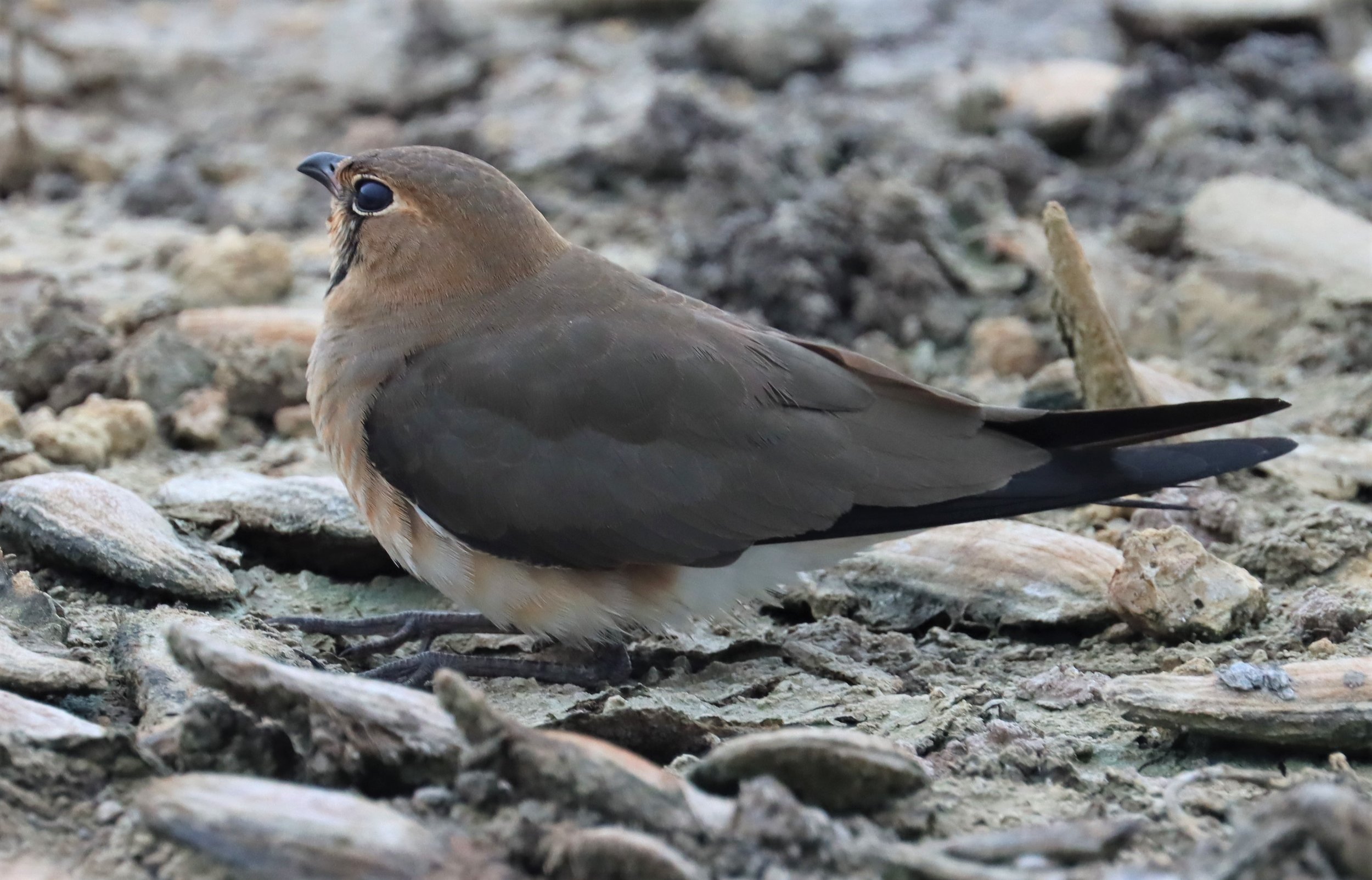 PRATINCOLE - ORIENTAL PRATINCOLE - Glareola maldivarum - BANG KHAEM - GIFTS SHOTS (2).jpg