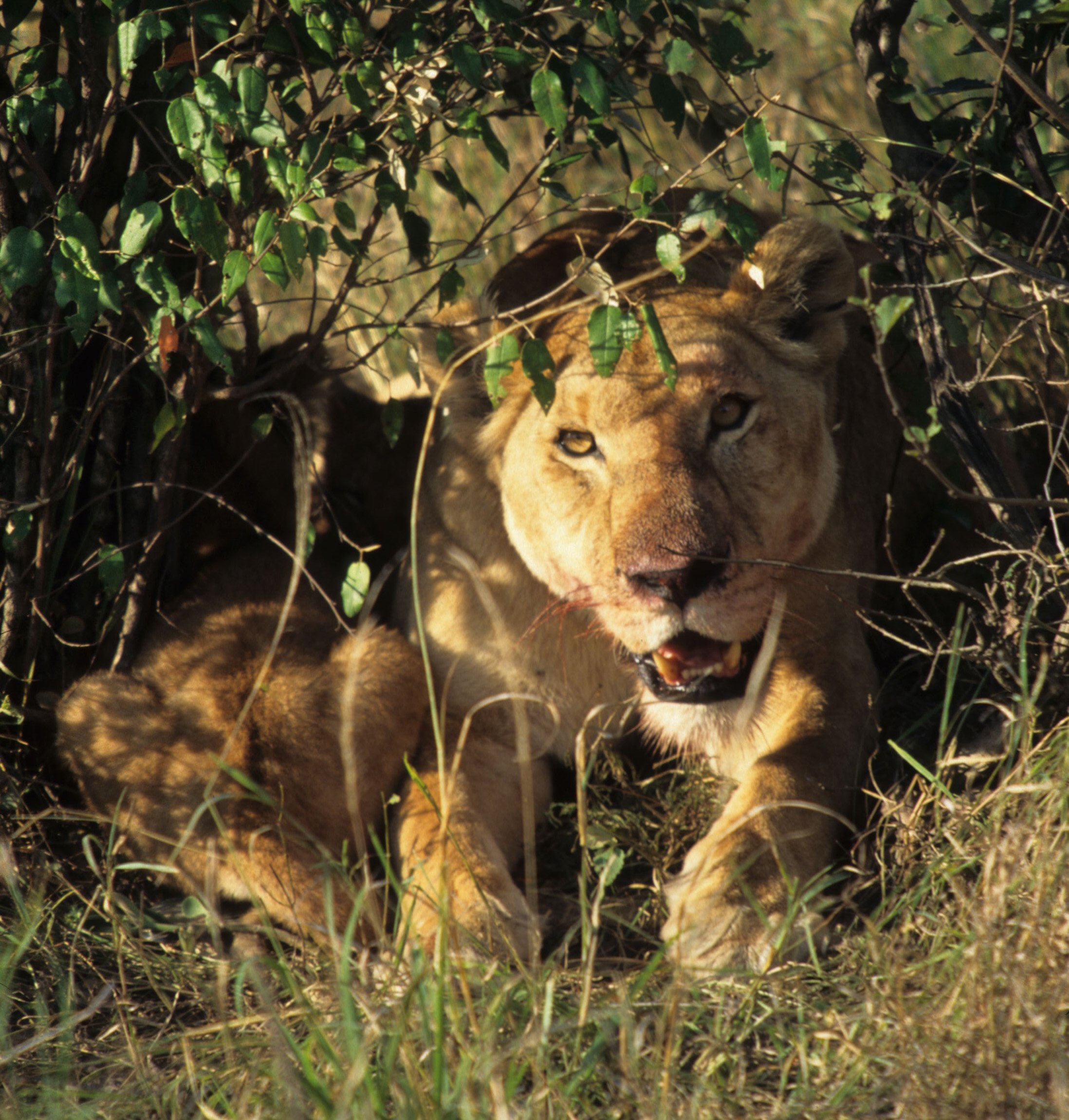FELID - LION - SERENGETI (46).jpg