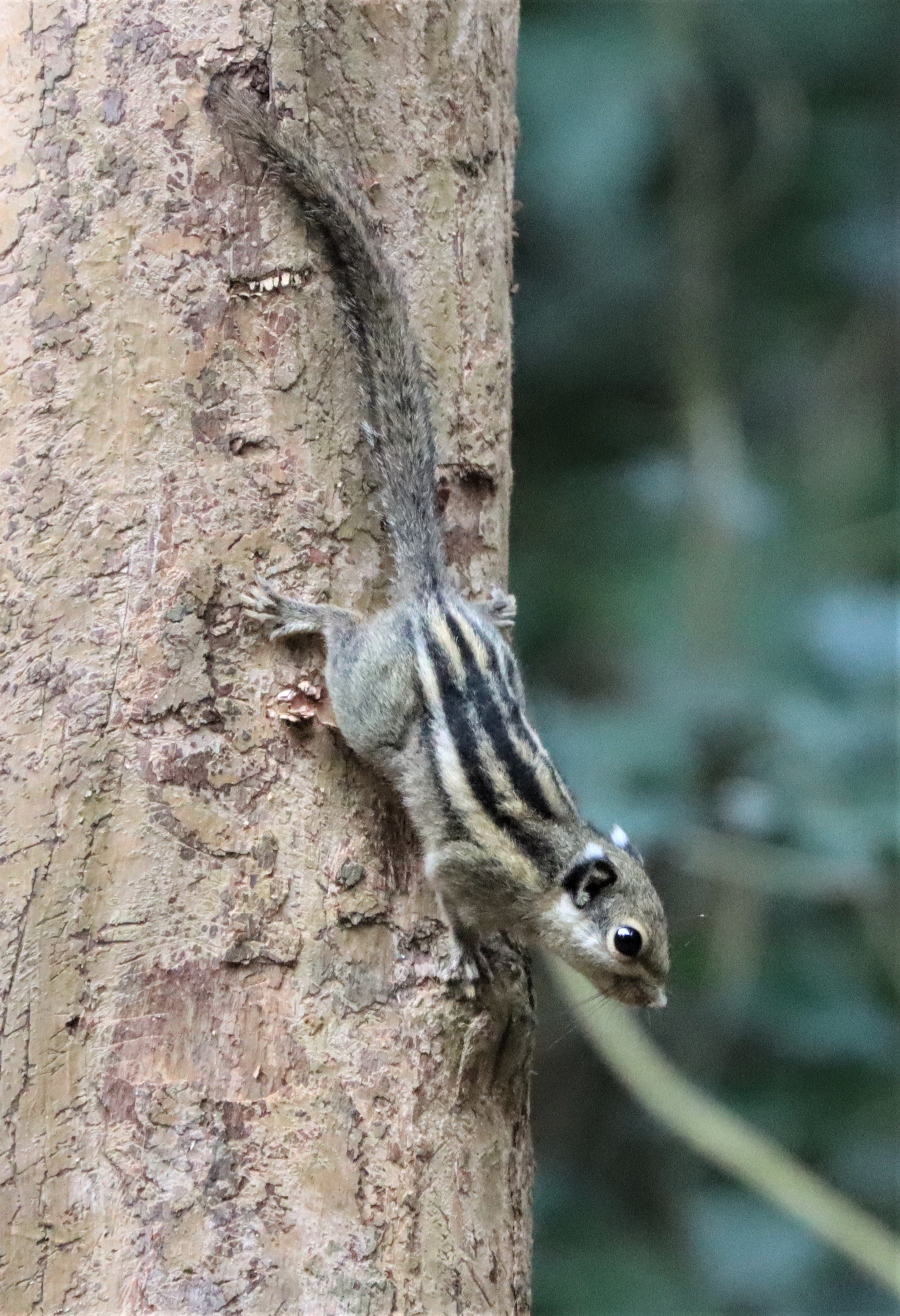 Tamiops mcclellandii - WESTERN (BURMESE) STRIPED SQUIRREL - NEUNG HIDE KAENG KRACHAN (23).jpg