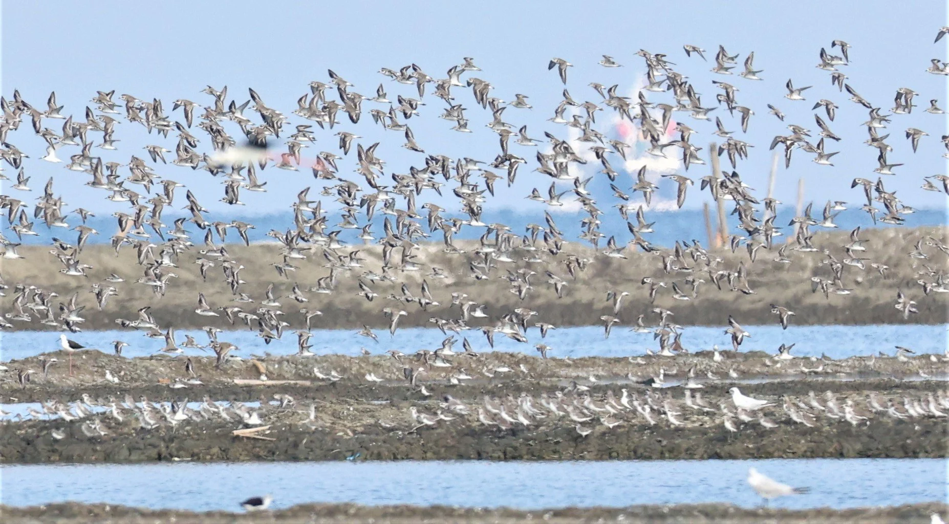 PLOVER - GREATER SAND-PLOVER - Charadrius leschenaultii - LESSER SP, CURLEW, BROADBILL SP PAK THALE OCTOBER 2 (15).jpg