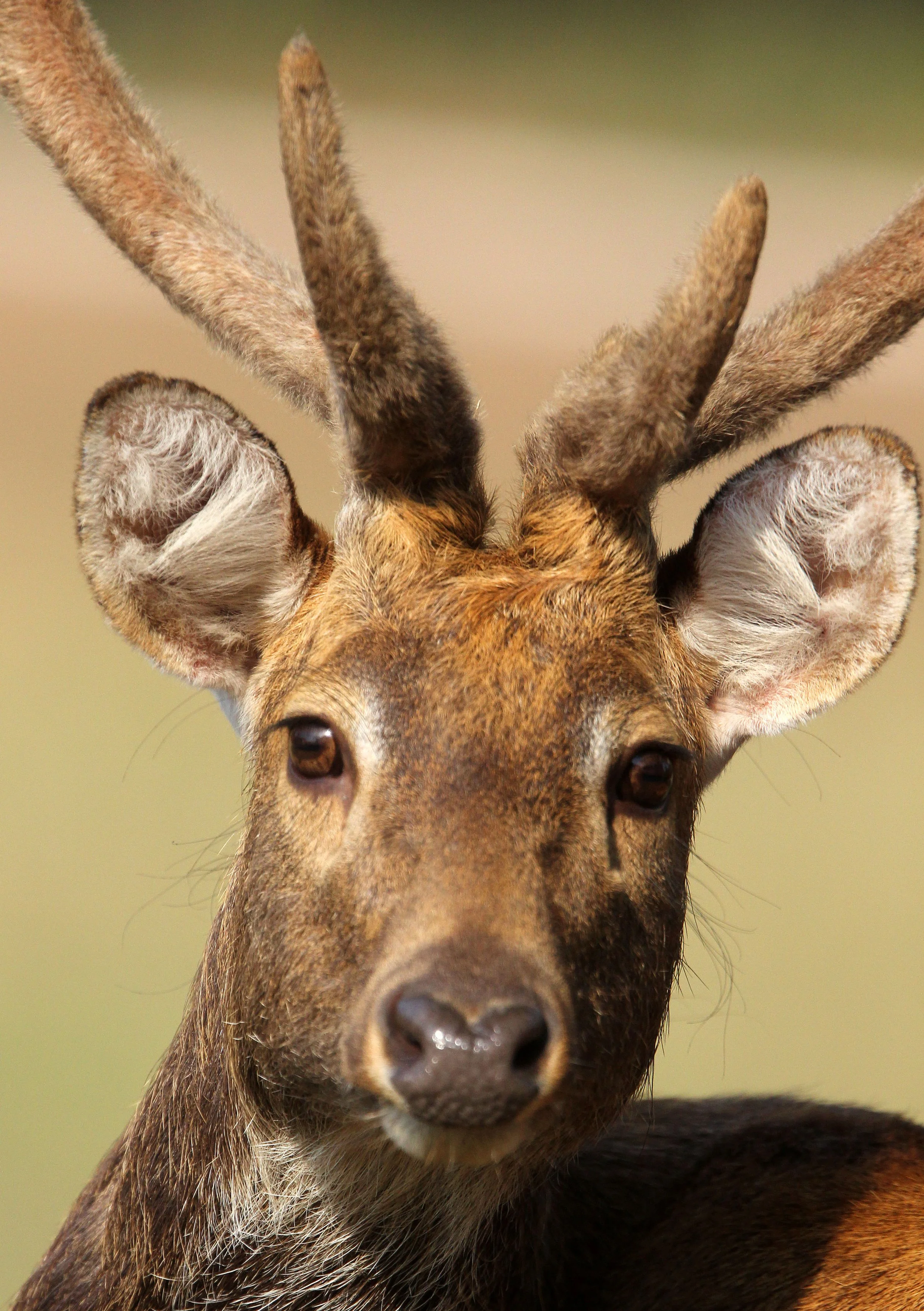 Because Huai Kha Khaeng is part of their former habitat, it was selected as a key site for restoring the species. Reintroduction of zoo-born Eld's deer began in 2007 at Huai Kha Khaeng Wildlife Sanctuary. The deer released were typically born and rai