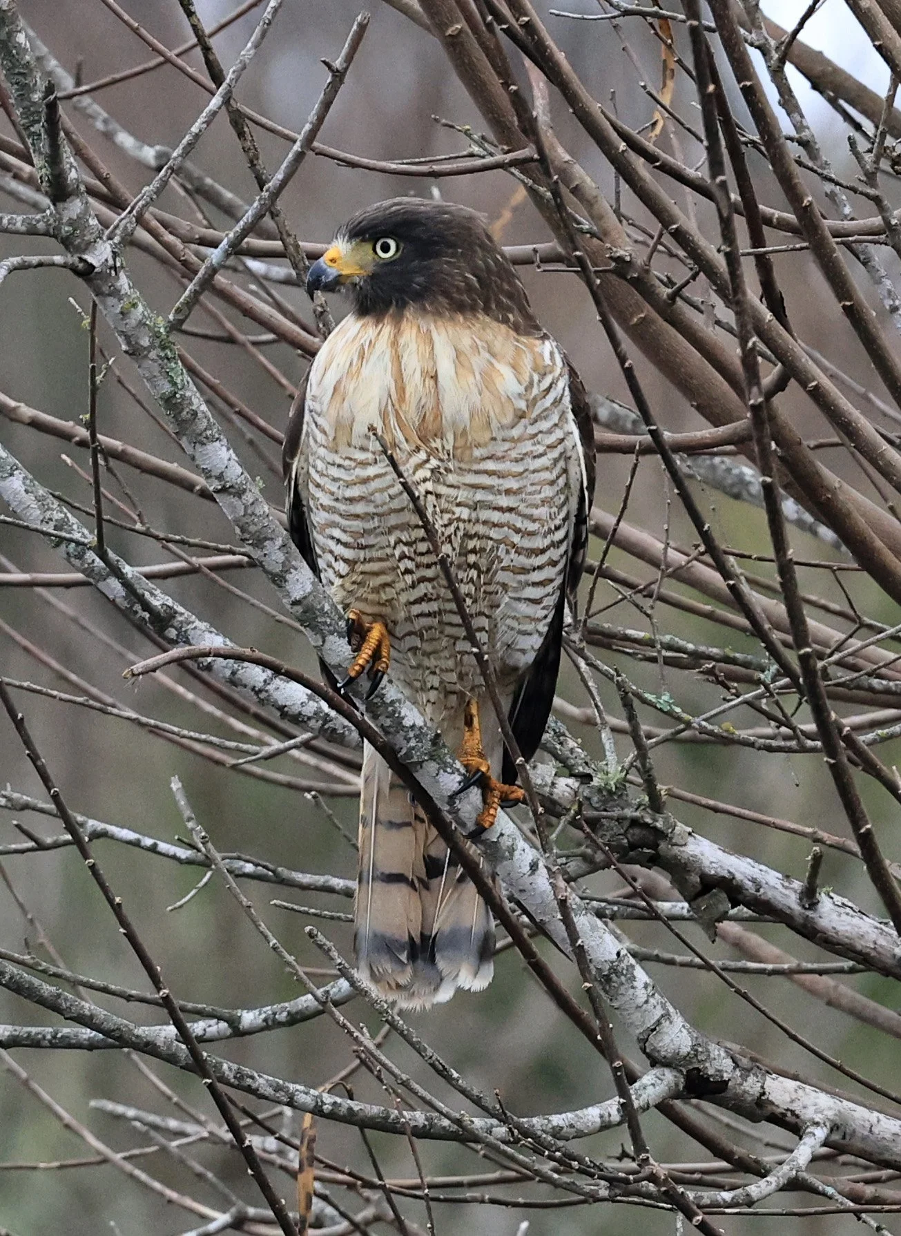 Roadside Hawk (Rupornis magnirostris) El Palmar National Park, Entre Rios, Argentina (29).jpg