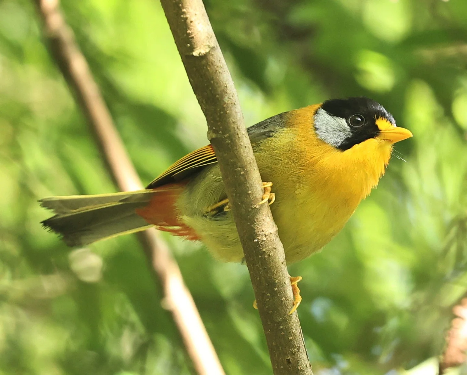 Leiothrix argentauris - SILVER-EARED MESIA - FRASER'S HILL, MALAYSIA JUNE 2022 (51).jpg