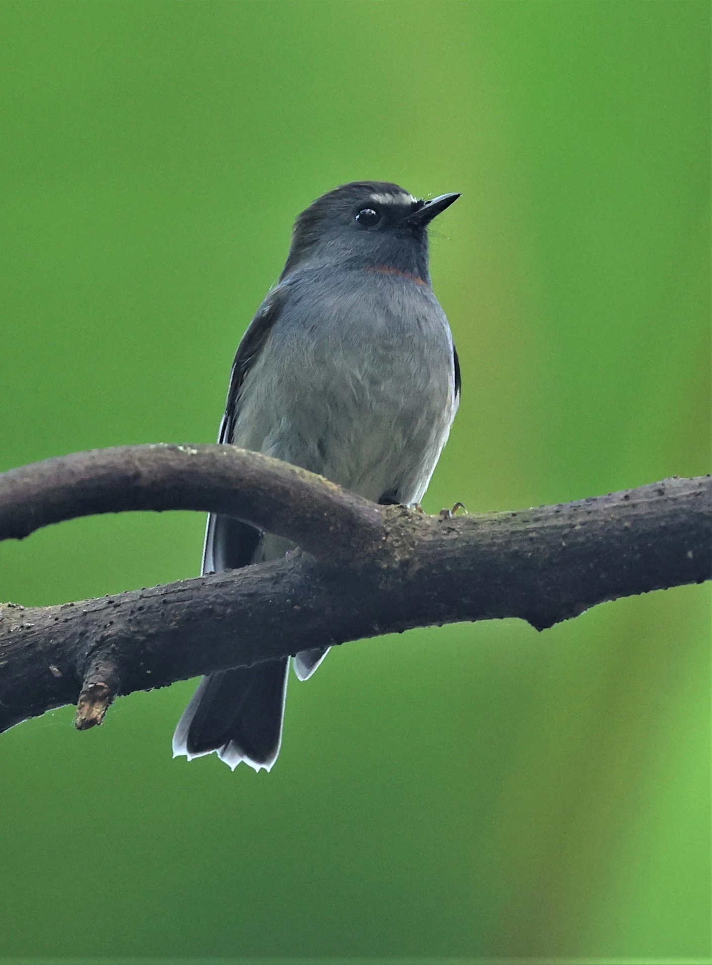 FLYCATCHER - RUFOUS-GORGETED FLYCATCHER - Ficedula strophiata - DOI LANG WEST, DOI PHA HOM POK NP, CHIANG MAI DEC 2021 (17).jpg