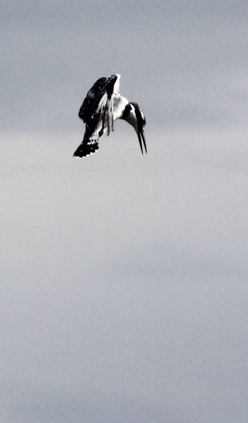 Ceryle rudis - PIED KINGFISHER - LAKE AWASSA ETHIOPIA (4).JPG