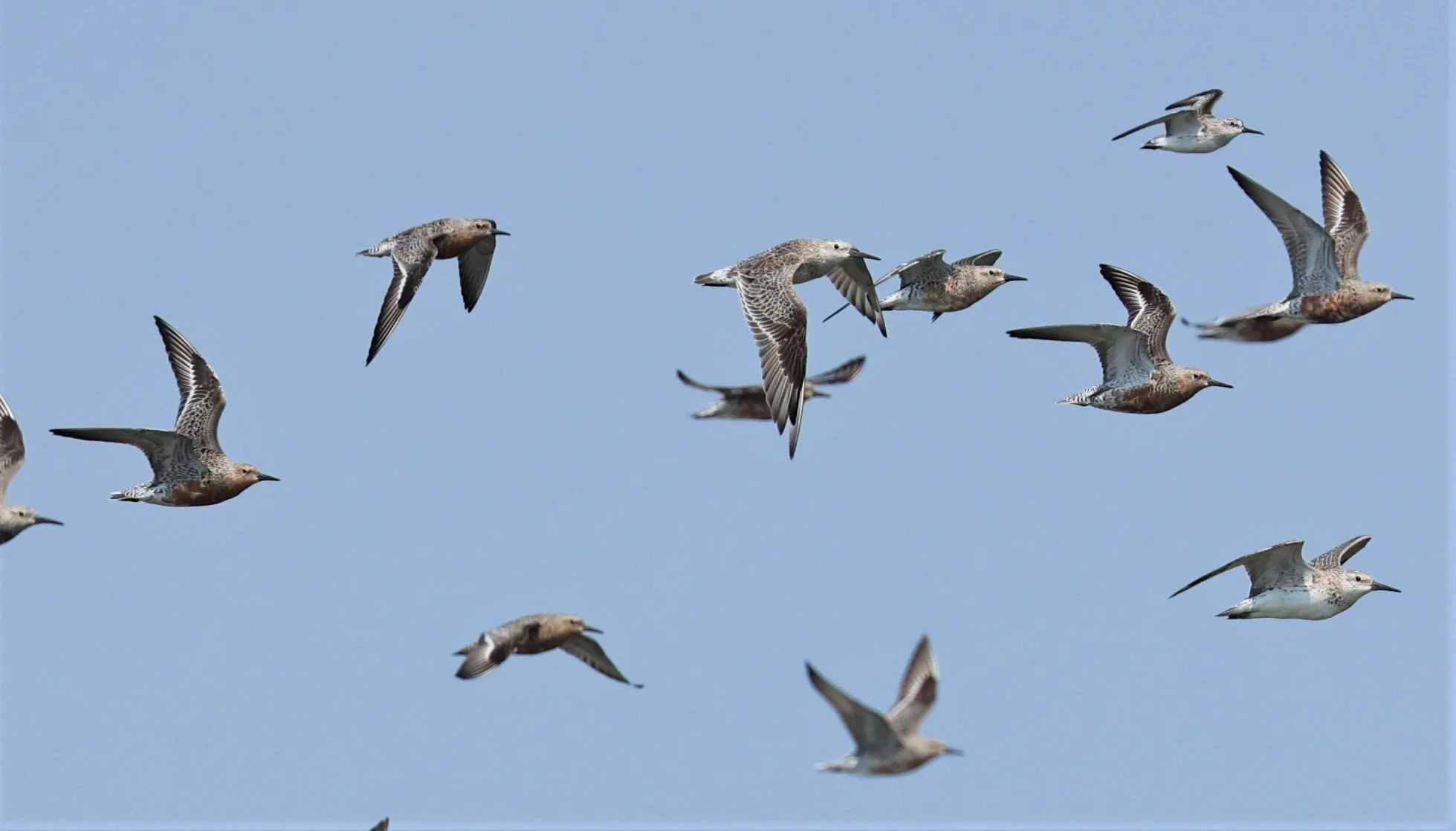 KNOT - RED KNOT - Calidris canutus - WITH GREAT KNOTS -  PAK THALE SALT PONDS MARCH 2022 (7).jpg