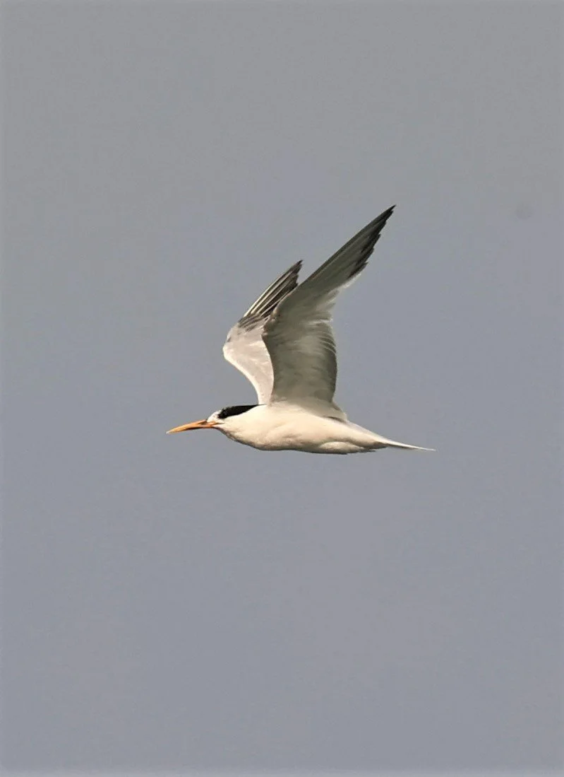 Thalasseus elegans - ELEGANT TERN - SANTA CRUZ ISLAND CHANNEL ISLANDS NATIONAL PARK 2022 (4).jpg