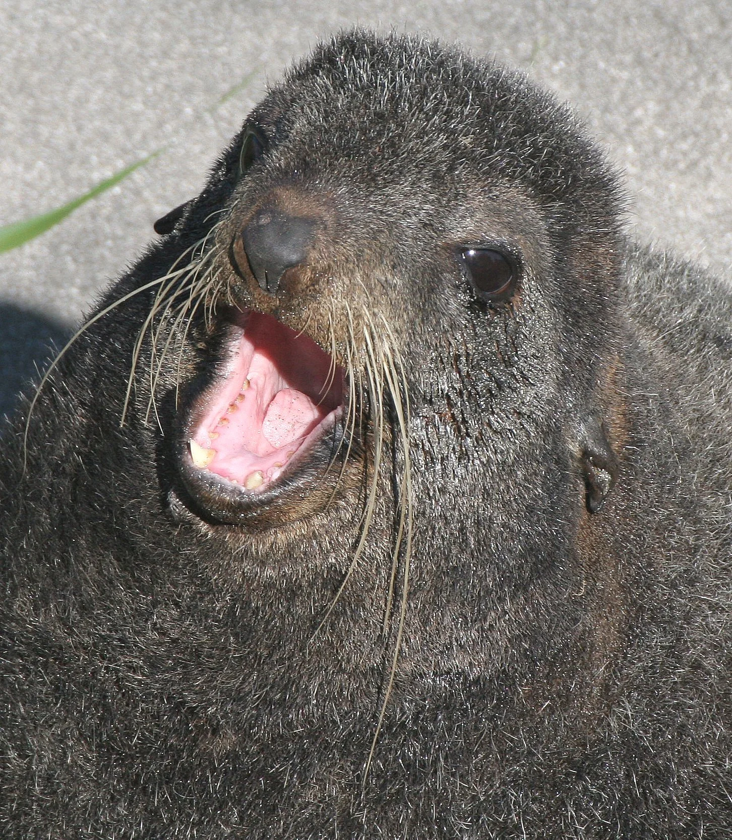 Order Pinnipedia - the Seals & Sea Lions — Coke Smith Wildlife