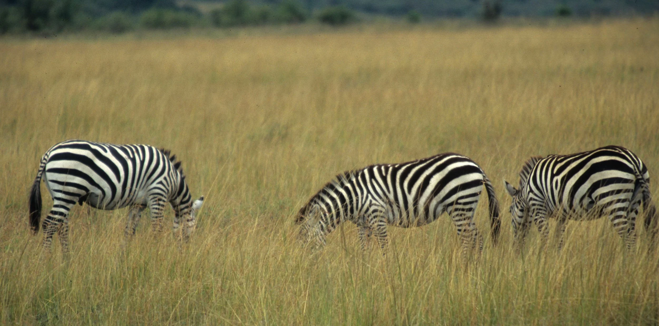 EQUIN - ZEBRA - COMMON - SERENGETI (30).jpg