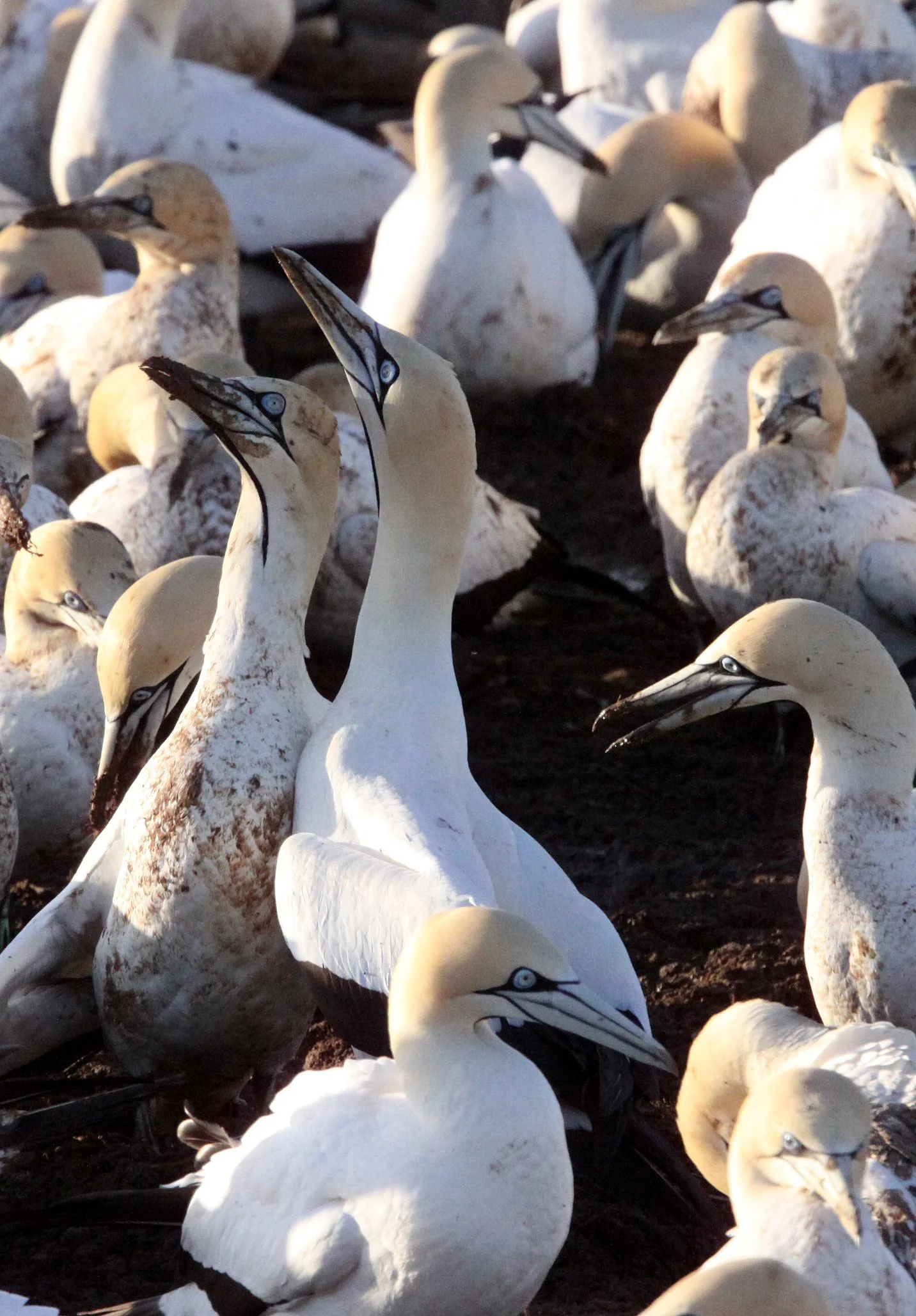 Cape gannet (Morus capensis) Lambert's Bay South Africa (33).JPG