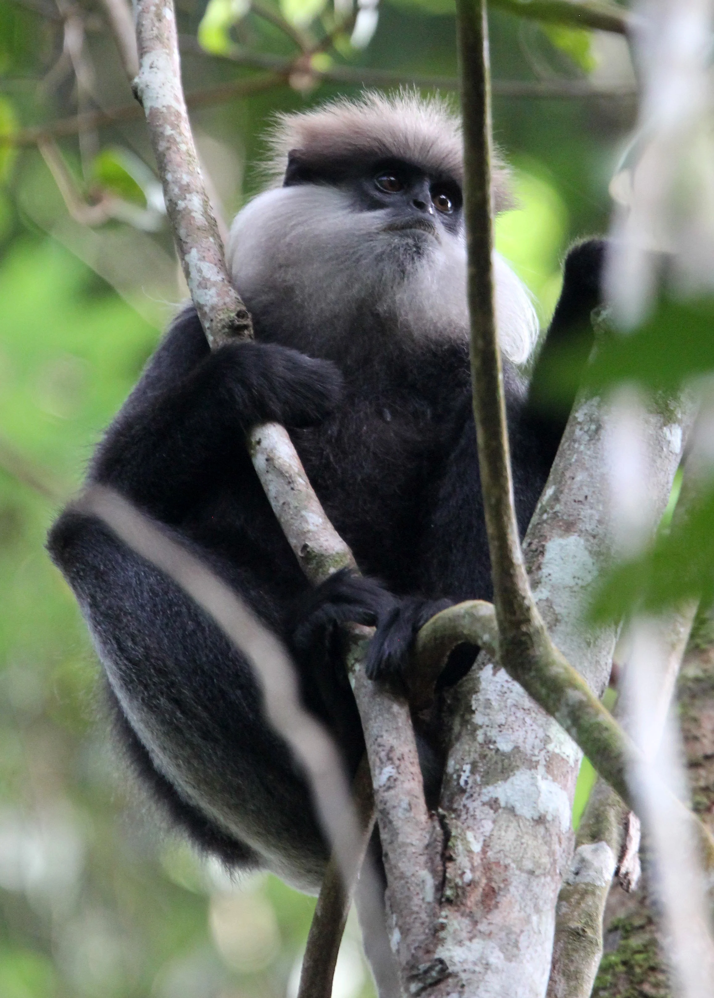 CERCOPITHECIDAE - Semnopithecus vetulus nestor - WET ZONE PURPLE-FACED LEAF MONKEY - SINGHARAJA NATIONAL PARK SRI LANKA (31).JPG