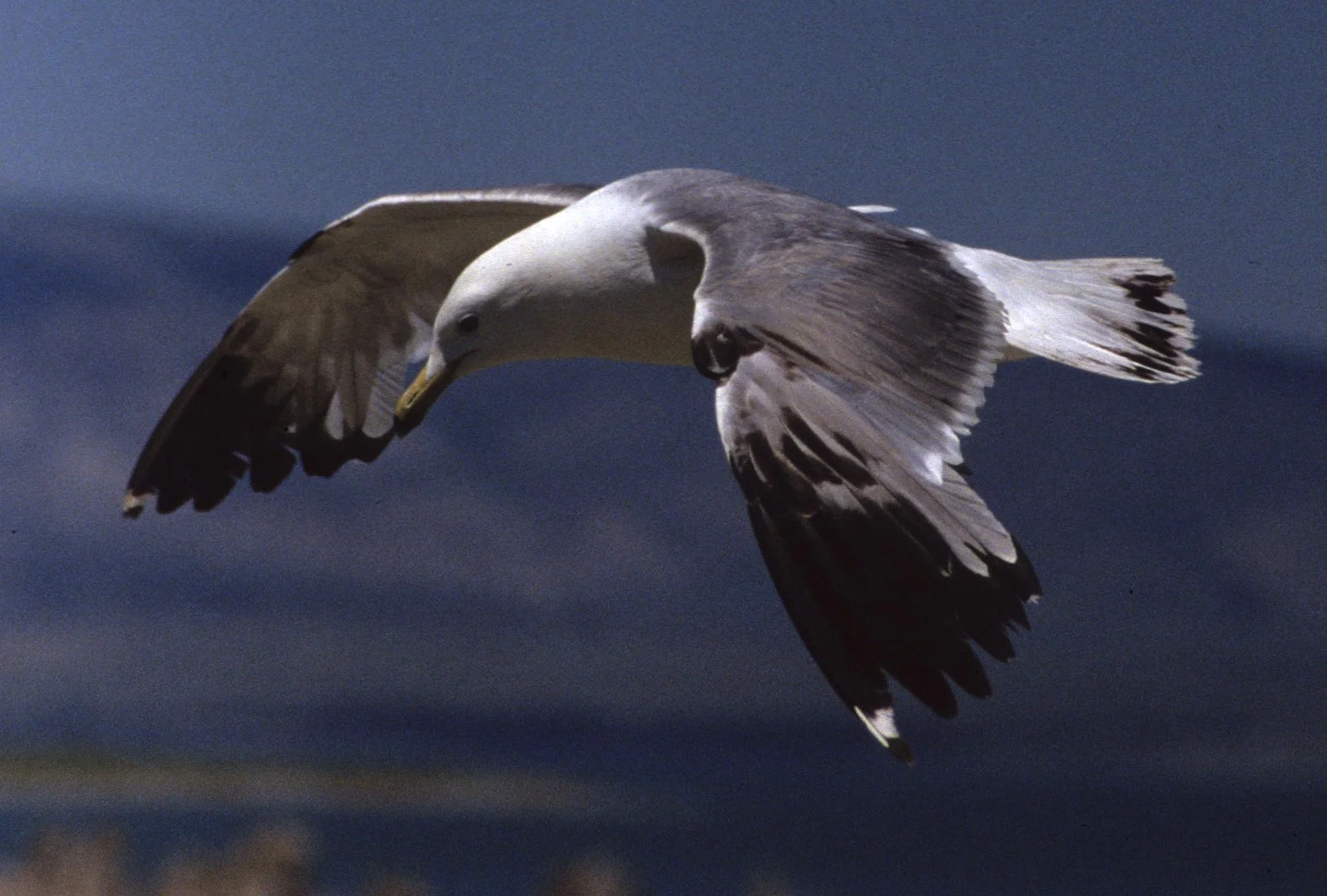 BIRD - GULL - CALIFORNIA - MONO LAKE C1.jpg