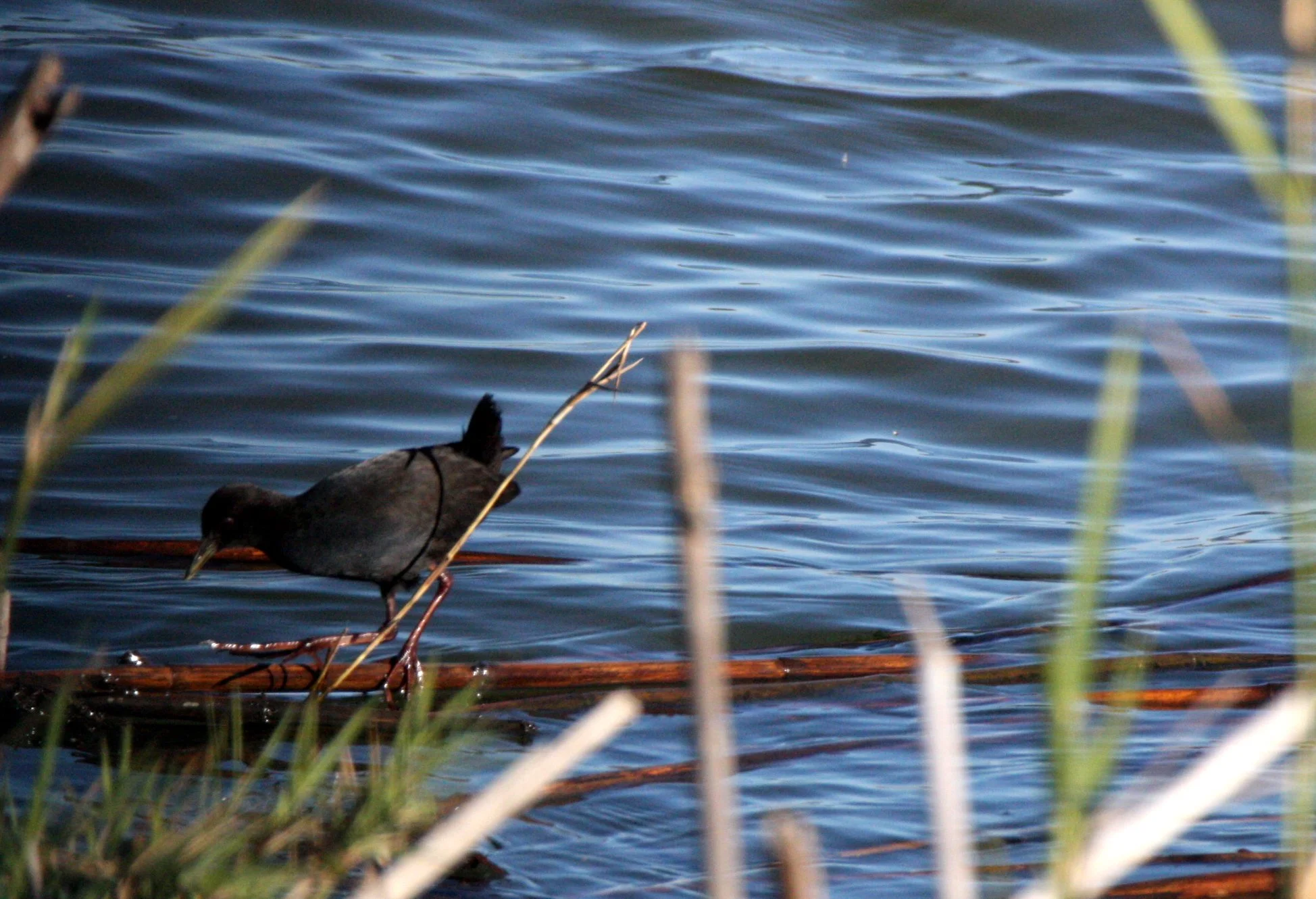 Black Crake (Zapornia flavirostra) Kruger National Park (4).JPG