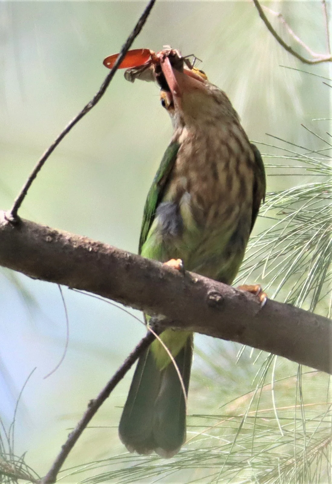 BARBET - LINEATED BARBET - Megalaima lineata - LAEM PAKARAM PHANG NGA (2).jpg