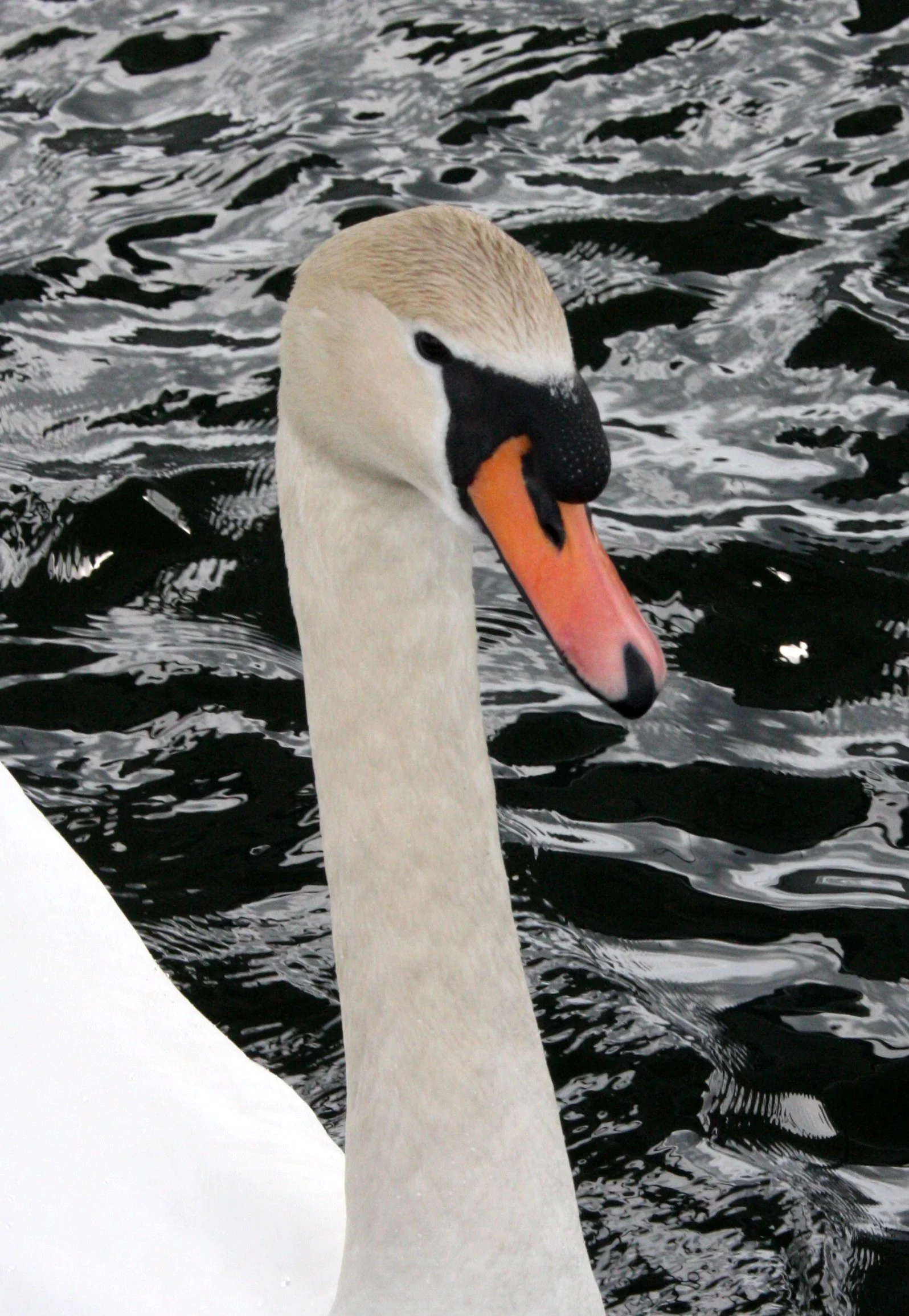 SWAN - MUTE SWAN - Cygnus olor - CAMPBELL RIVER BC (12).JPG