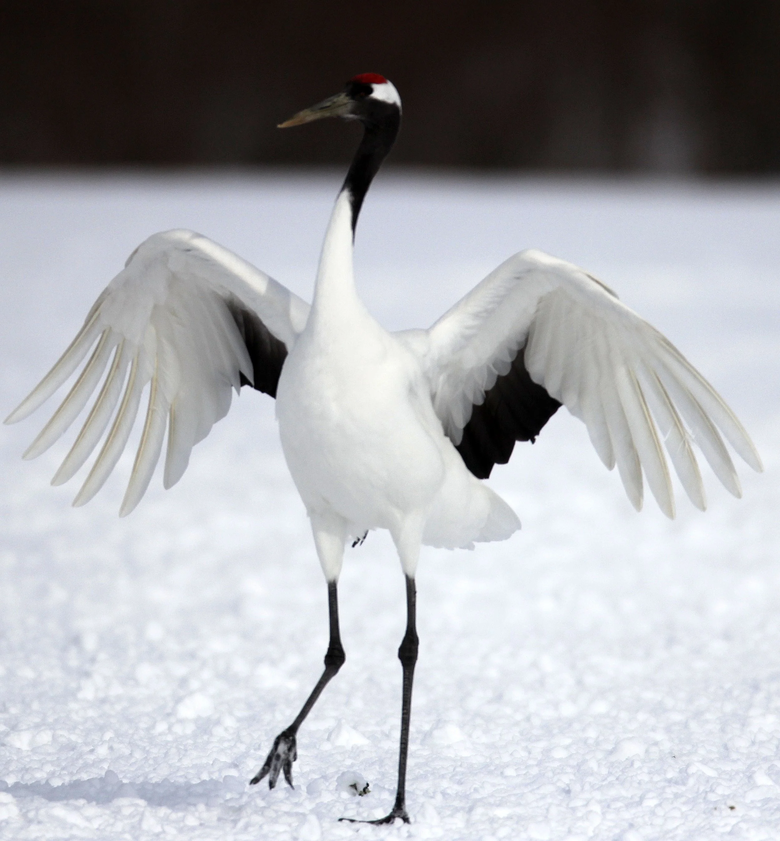 BIRD - CRANE - JAPANESE RED-CROWN CRANE - TSURUI CRANE CENTER - HOKKAIDO JAPAN (203).JPG