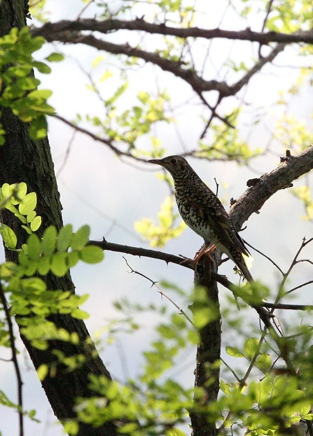 White's Thrush (Zoothera aurea) Nankou Rudong China (4).JPG