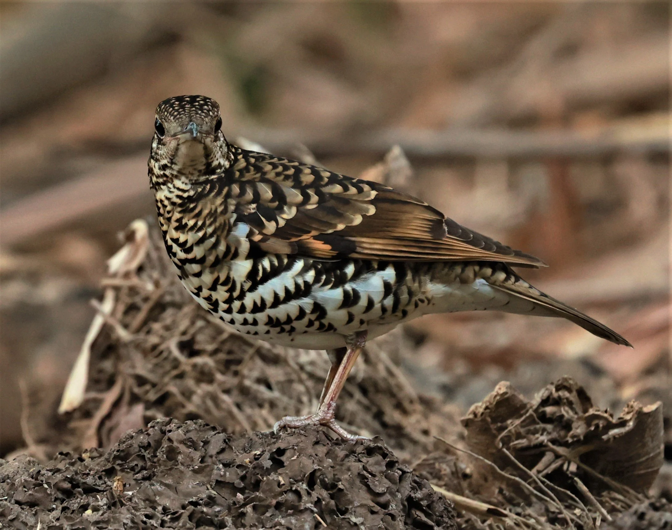 White's Thrush (Zoothera aurea) Putthamonthon Park Nakhon Pathom Thailand (106).jpg