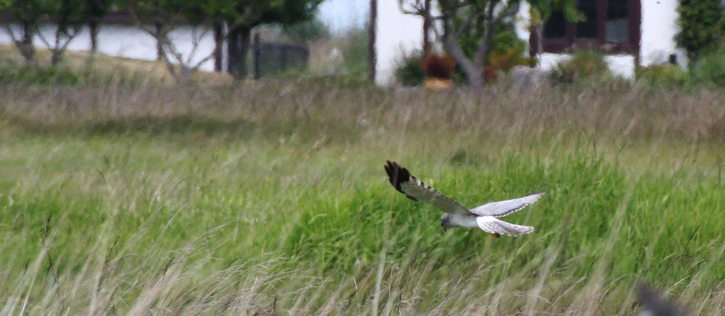 Circus hudsonius - NORTHERN HARRIER OR MARSH HAWK - JAMESTOWN WA  (19).JPG