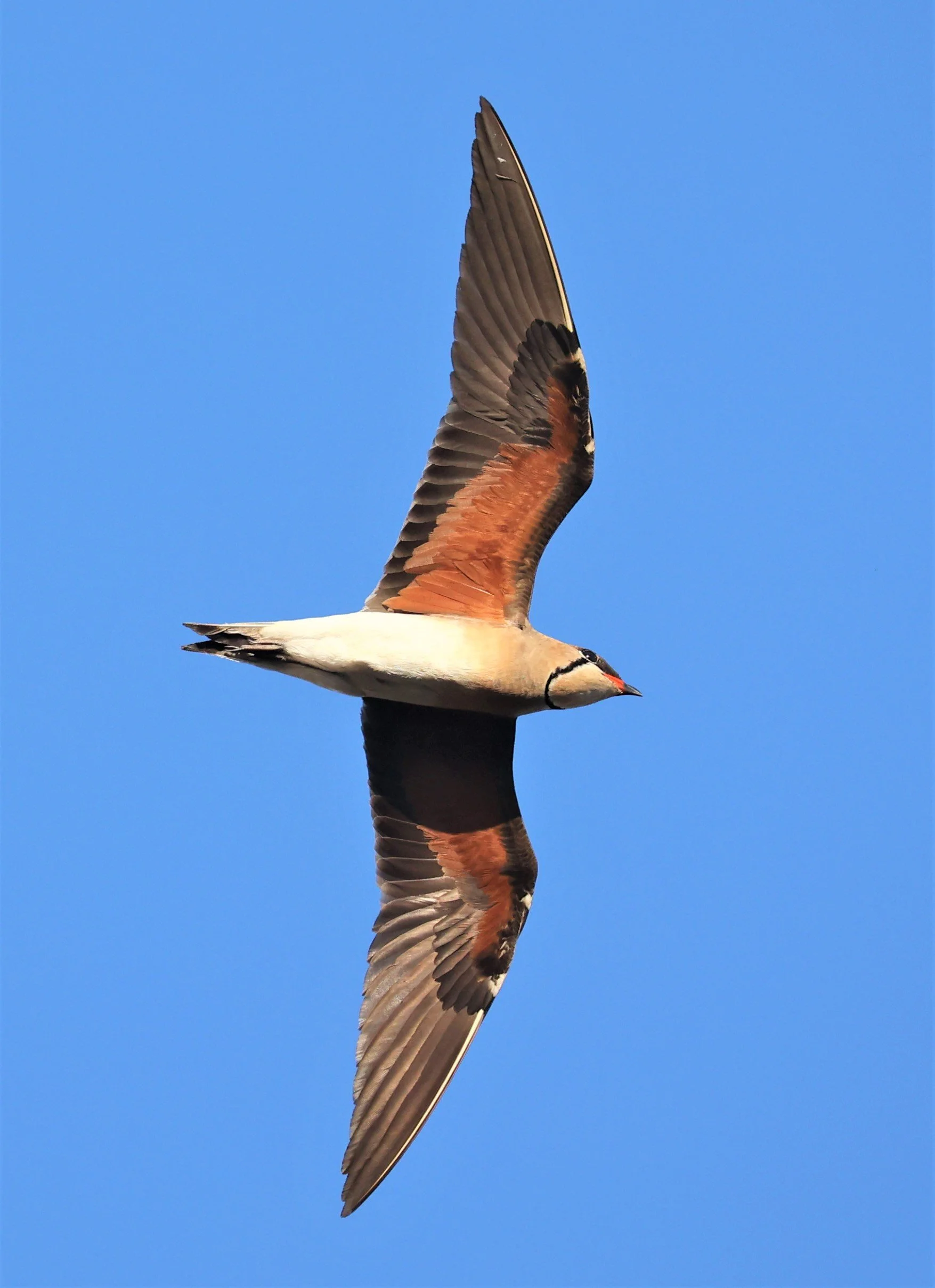 PRATINCOLE - ORIENTAL PRATINCOLE - Glareola maldivarum - TAP YAO RICEFIELDS LAT KRABANG - APRIL 23 2022 (54).jpg
