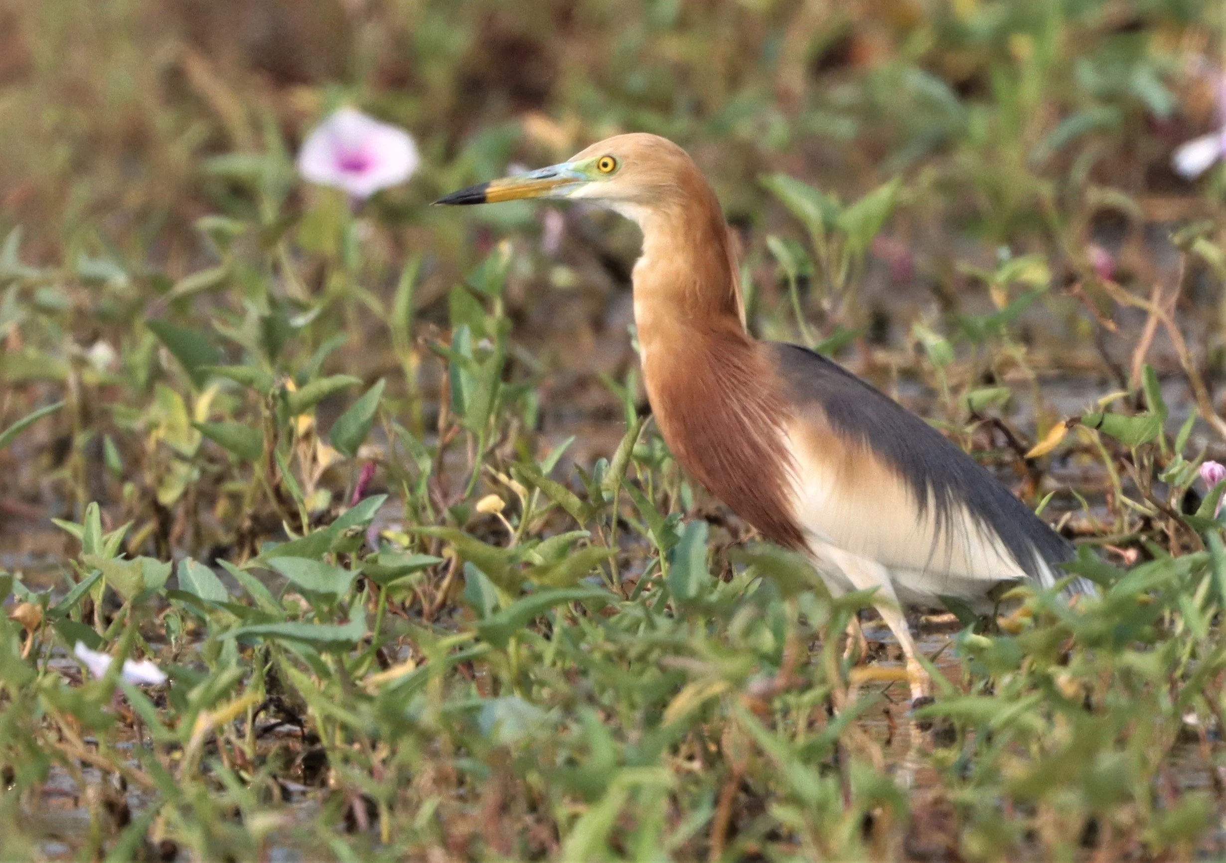HERON - JAVAN POND HERON - Ardeola speciosa - BANG KHAEM WETLANDS NAKHON PATHOM MARCH 13 (12).jpg