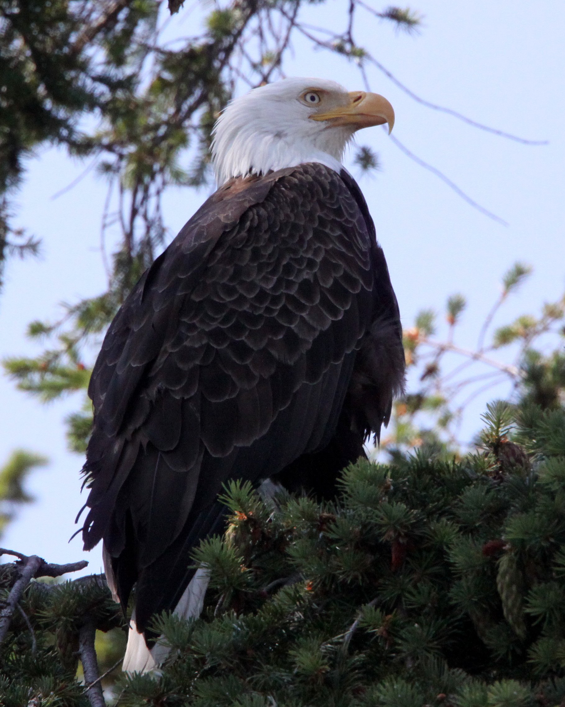 Haliaeetus leucocephalus - AMERICAN BALD EAGLE - MARINE DRIVE SEQUIM WA (32).JPG