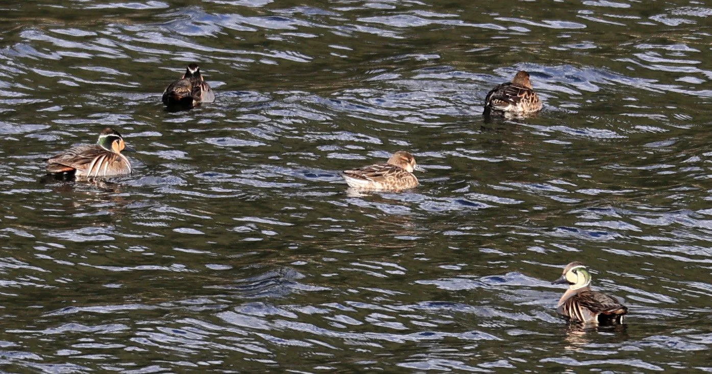 Baikal teal (Sibirionetta formosa) Takagawa Dam Lake, Kagoshima Japan (46).jpg