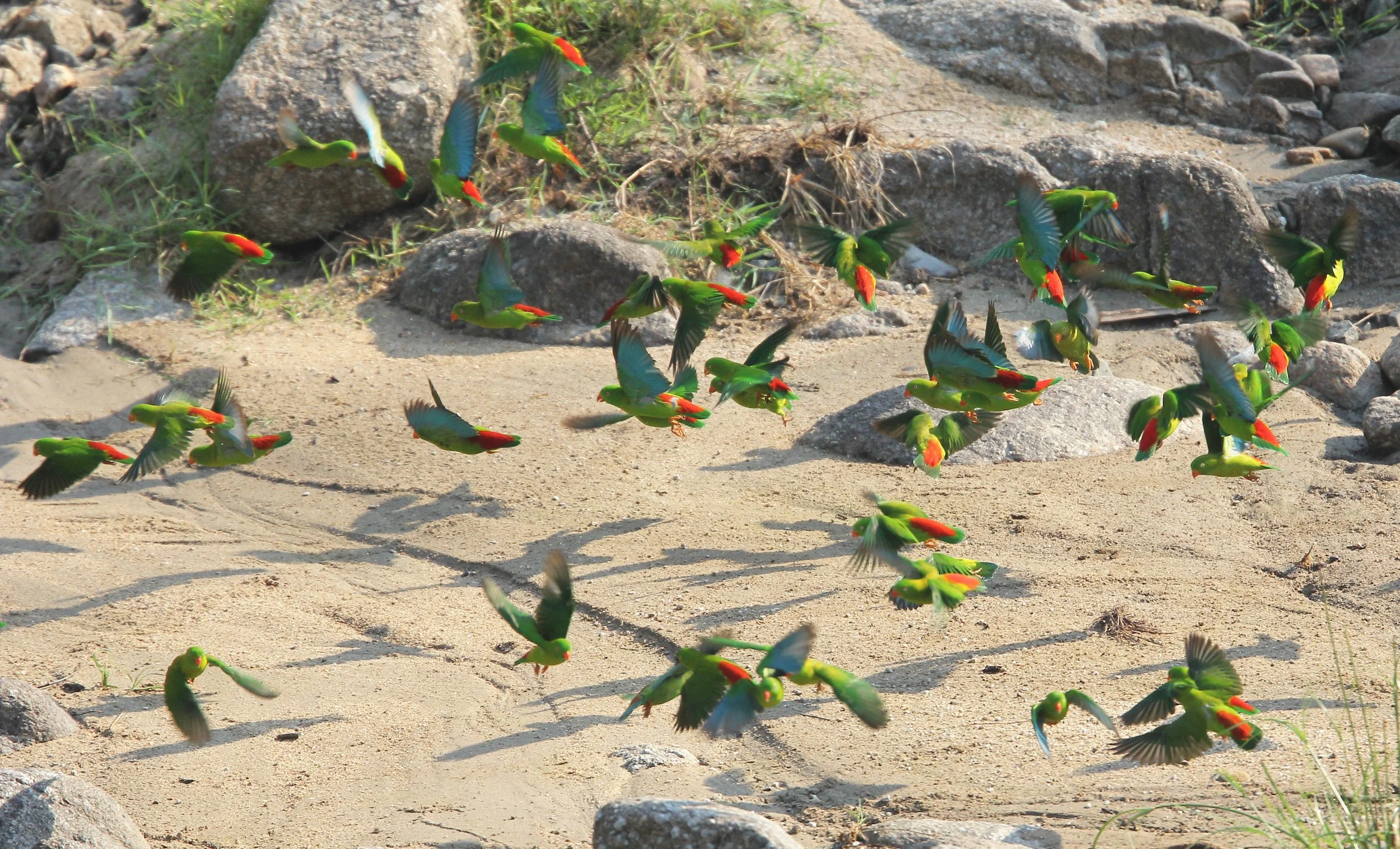 BIRD - PARROT - VERNAL HANGING PARROT -  HUAI KHA KHAENG NATURE RESERVE - THAILAND (27).JPG