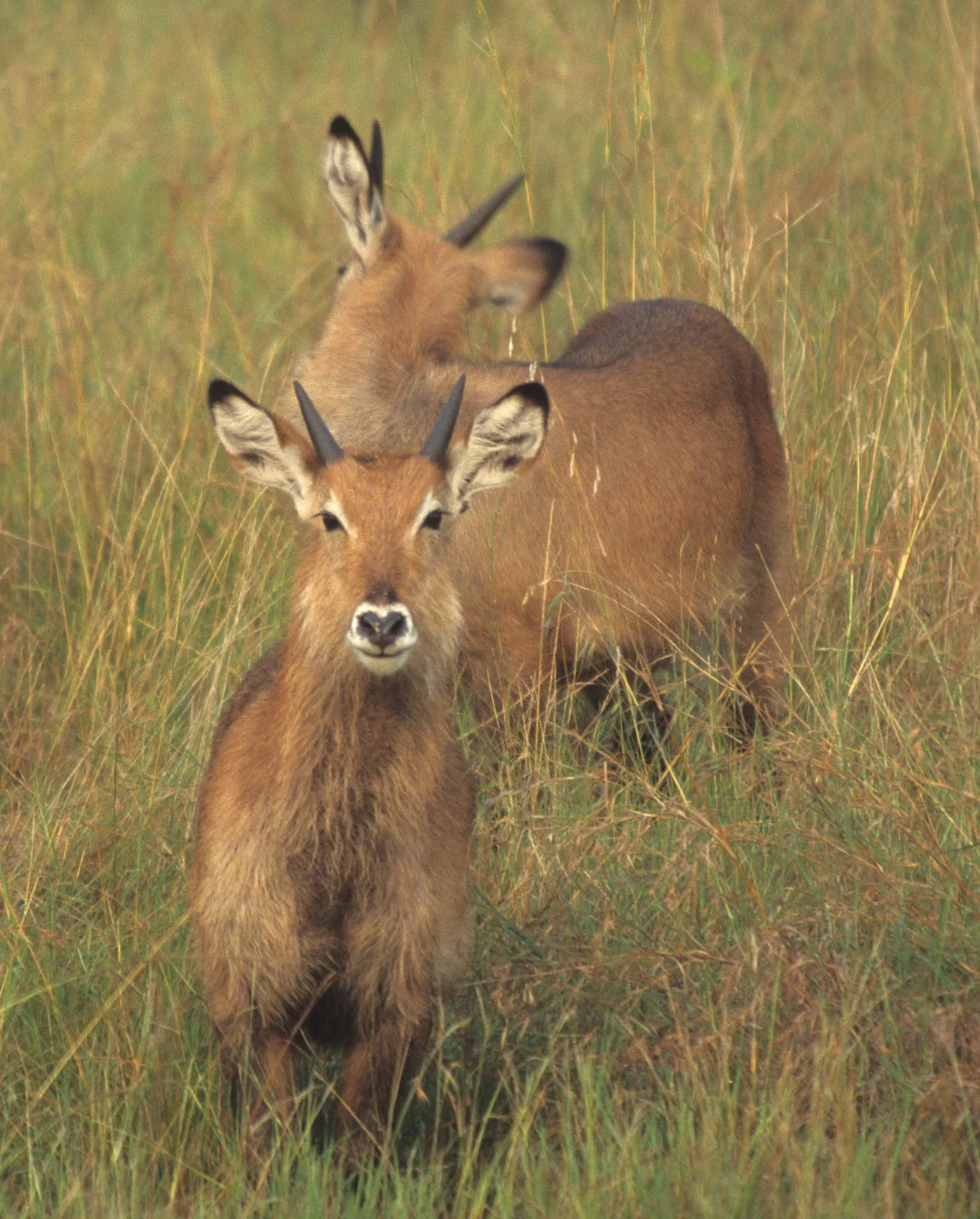 BOVID - WATERBUCK - DEFASSA - UGANDA (2).jpg