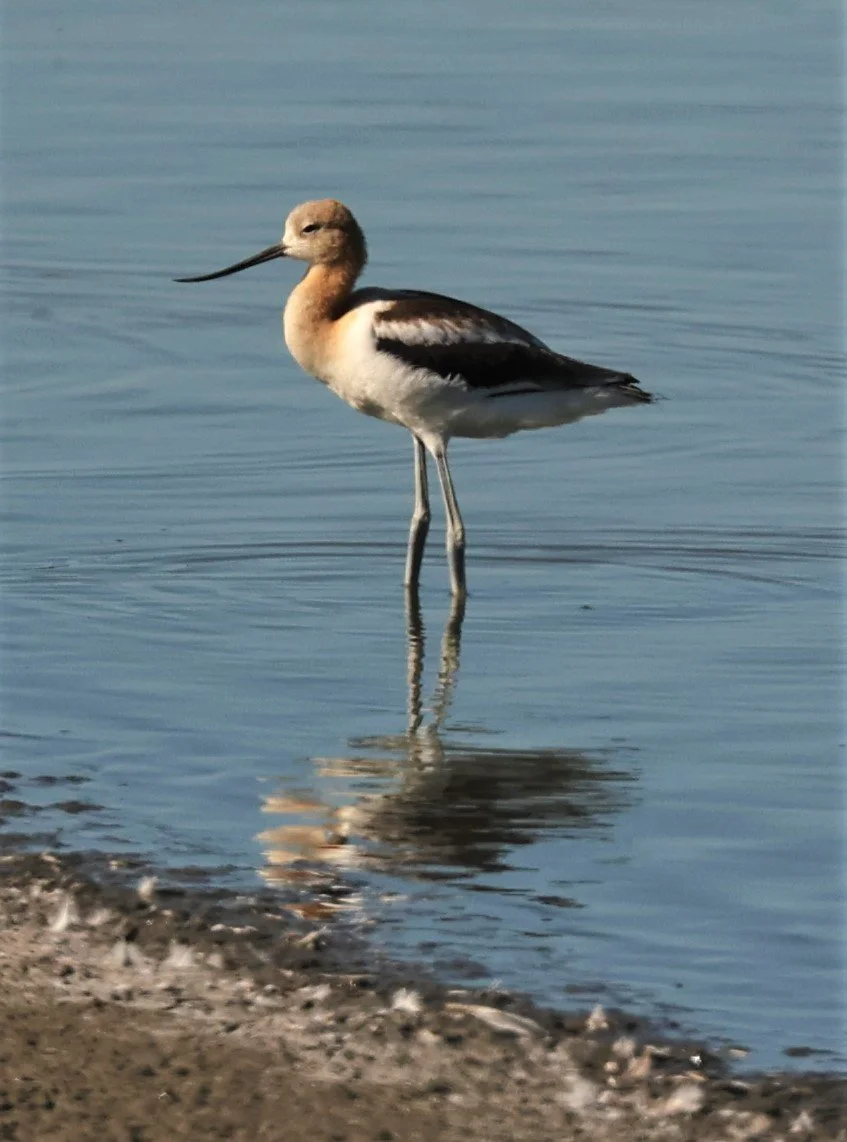 Recurvirostra americana - AMERICAN AVOCET - ELKHORN SLOUGH MOSS LANDING CALIFORNIA AUGUST 2022 (39).jpg