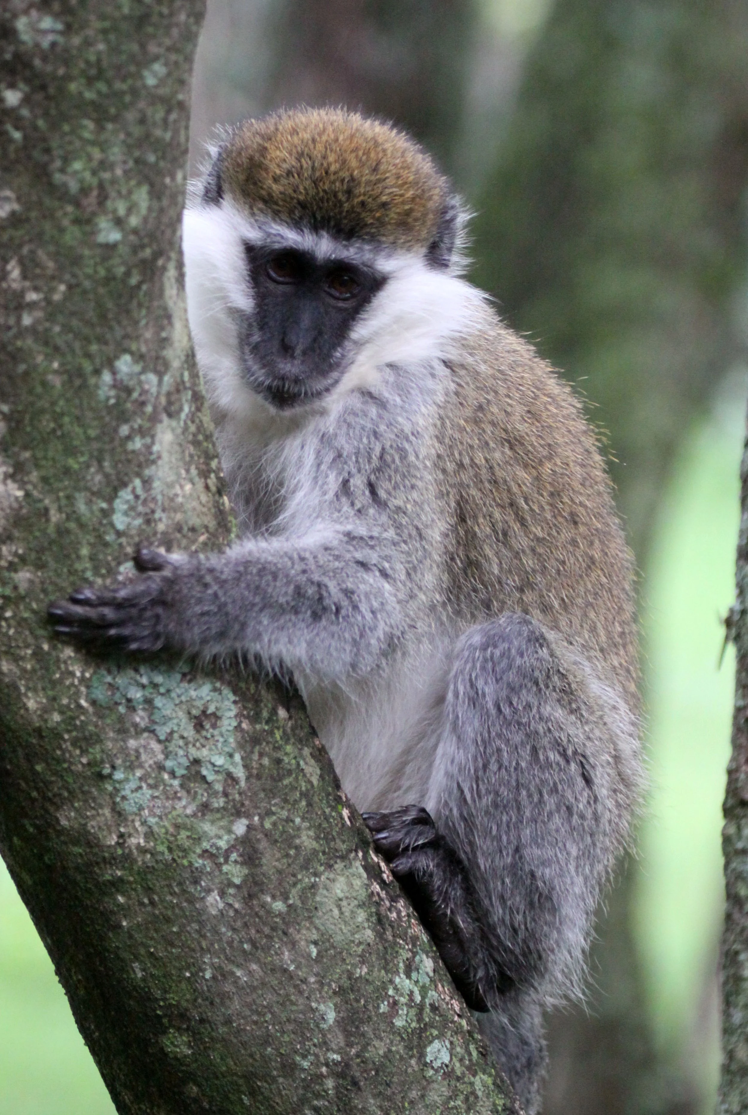 CERCOPITHECIDAE - Chlorocebus aethiops - GRIVET MONKEY - LAKE AWASSA ETHIOPIA (45).JPG