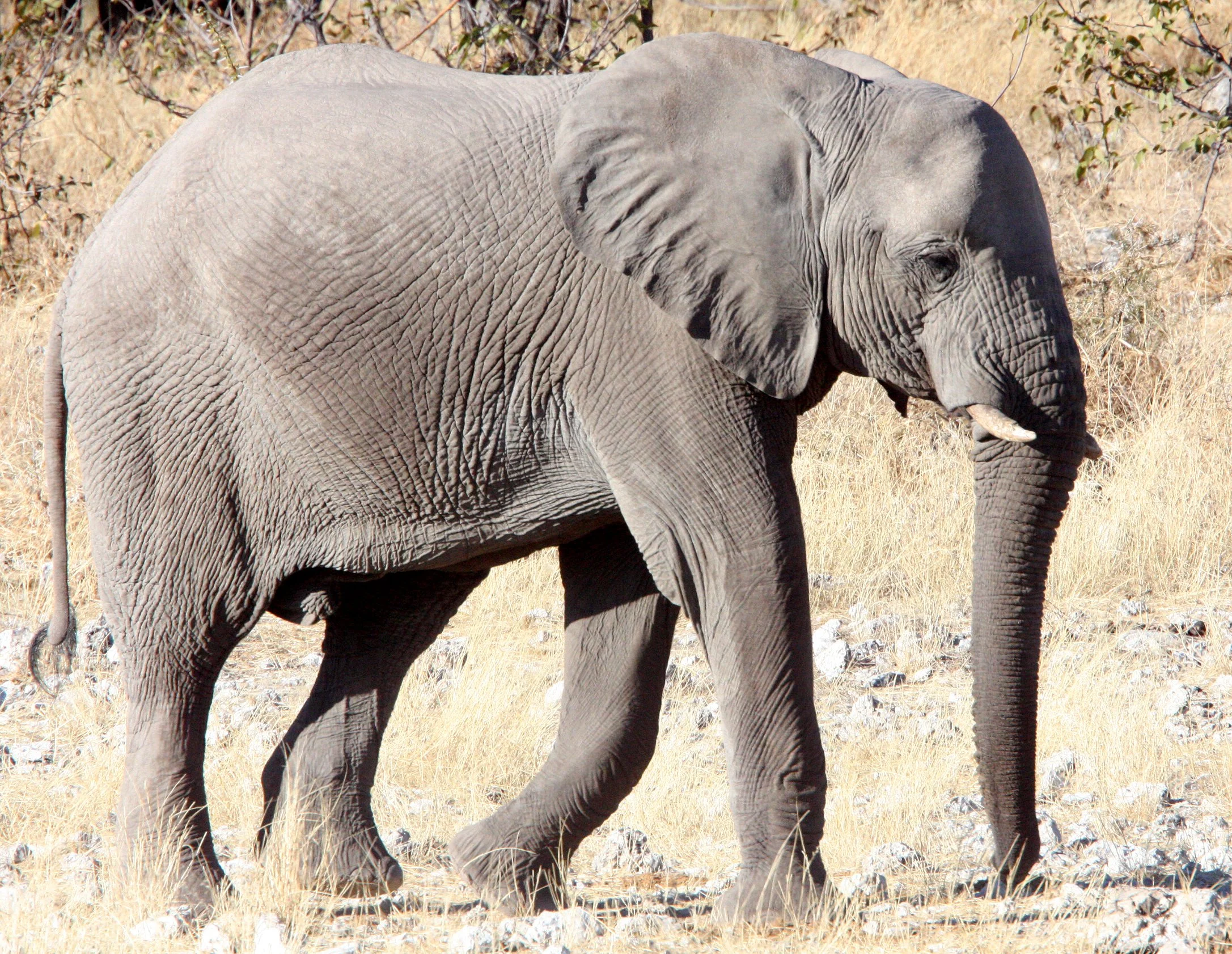 ELEPHANT - AFRICAN ELEPHANT - ETOSHA NATIONAL PARK NAMIBIA (83).JPG