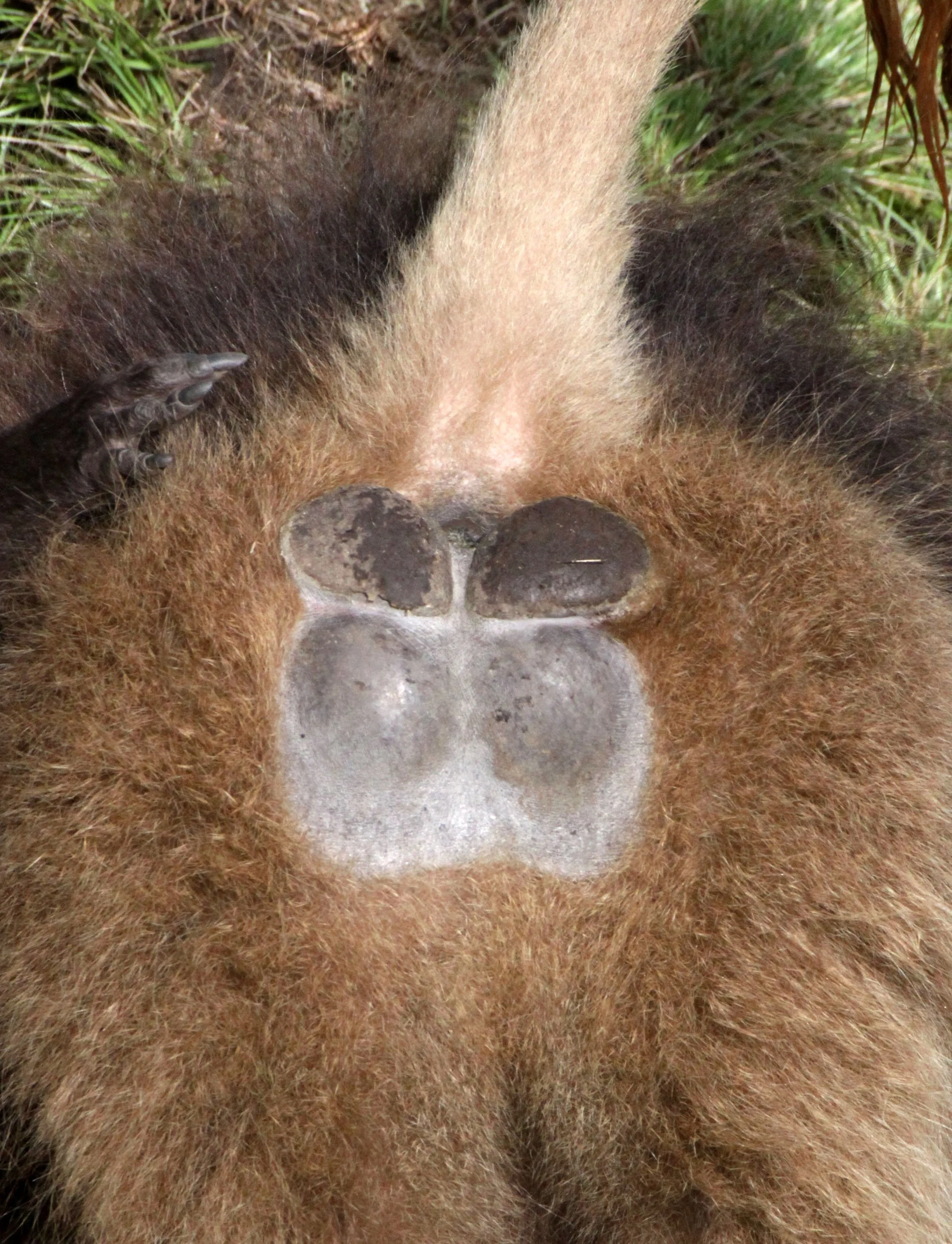CERCOPITHECIDAE - Theropithecus gelada - GELADA - SIMIEN MOUNTAINS NATIONAL PARK ETHIOPIA (1371).JPG