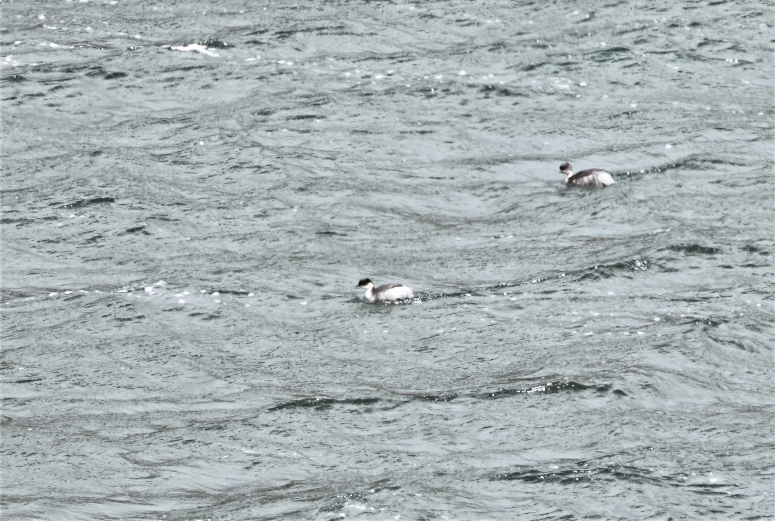 Grebe - Silvery Grebe - Podiceps occipitalis - Antisana National Park, Eastern Andes Ecuador (2).jpg