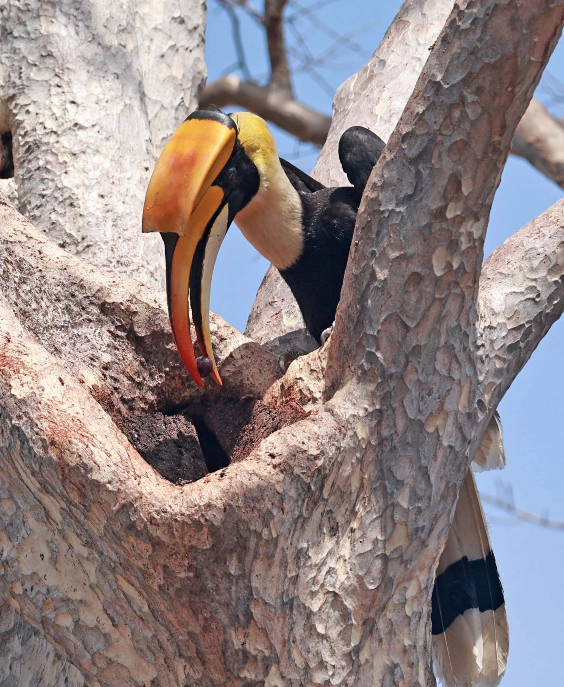 Great hornbill (Buceros bicornis) Pak Chong Mu Si Municipality Feb 2026 (51).jpg