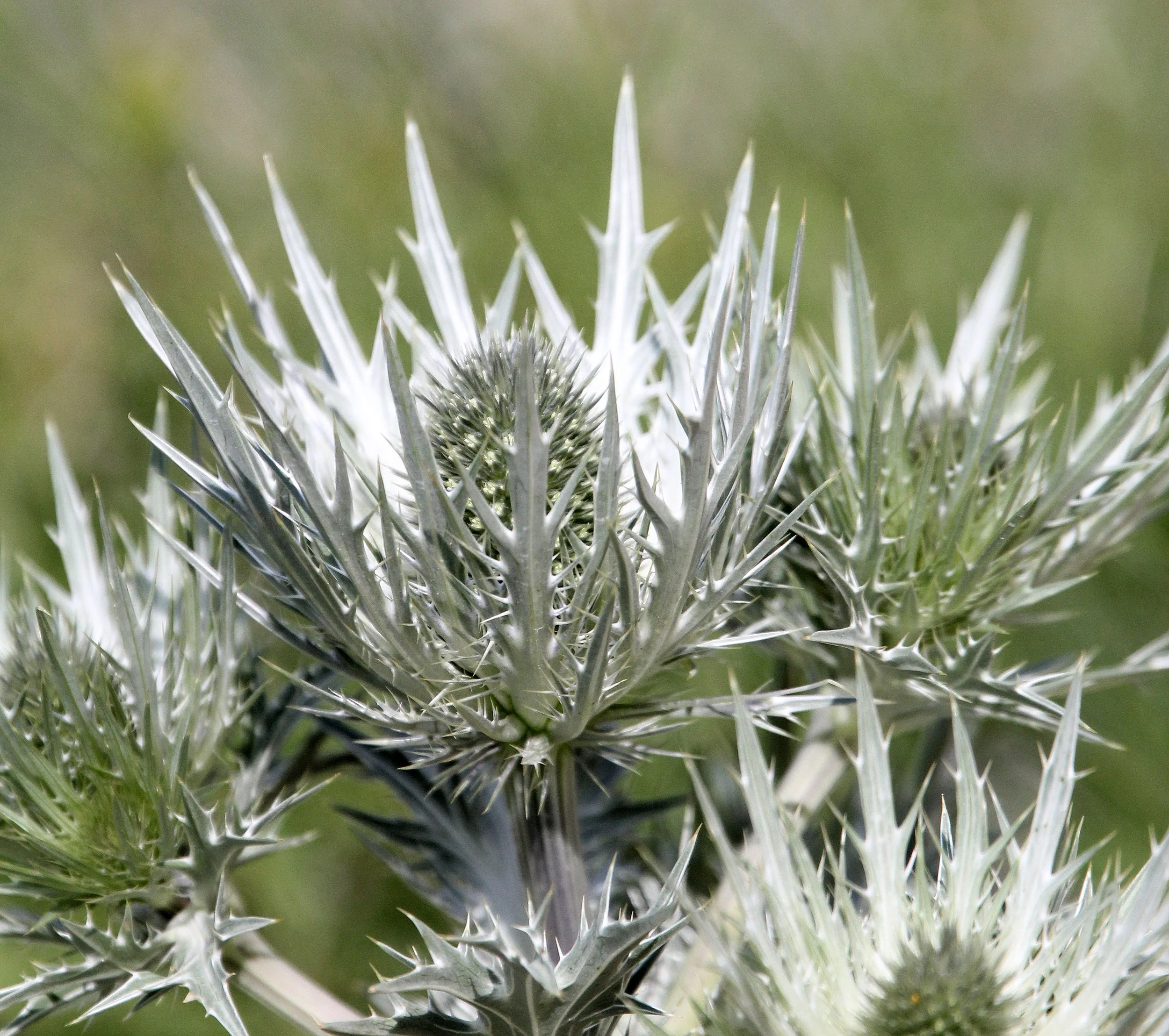 VERCORS NATIONAL PARK FRANCE (27).JPG