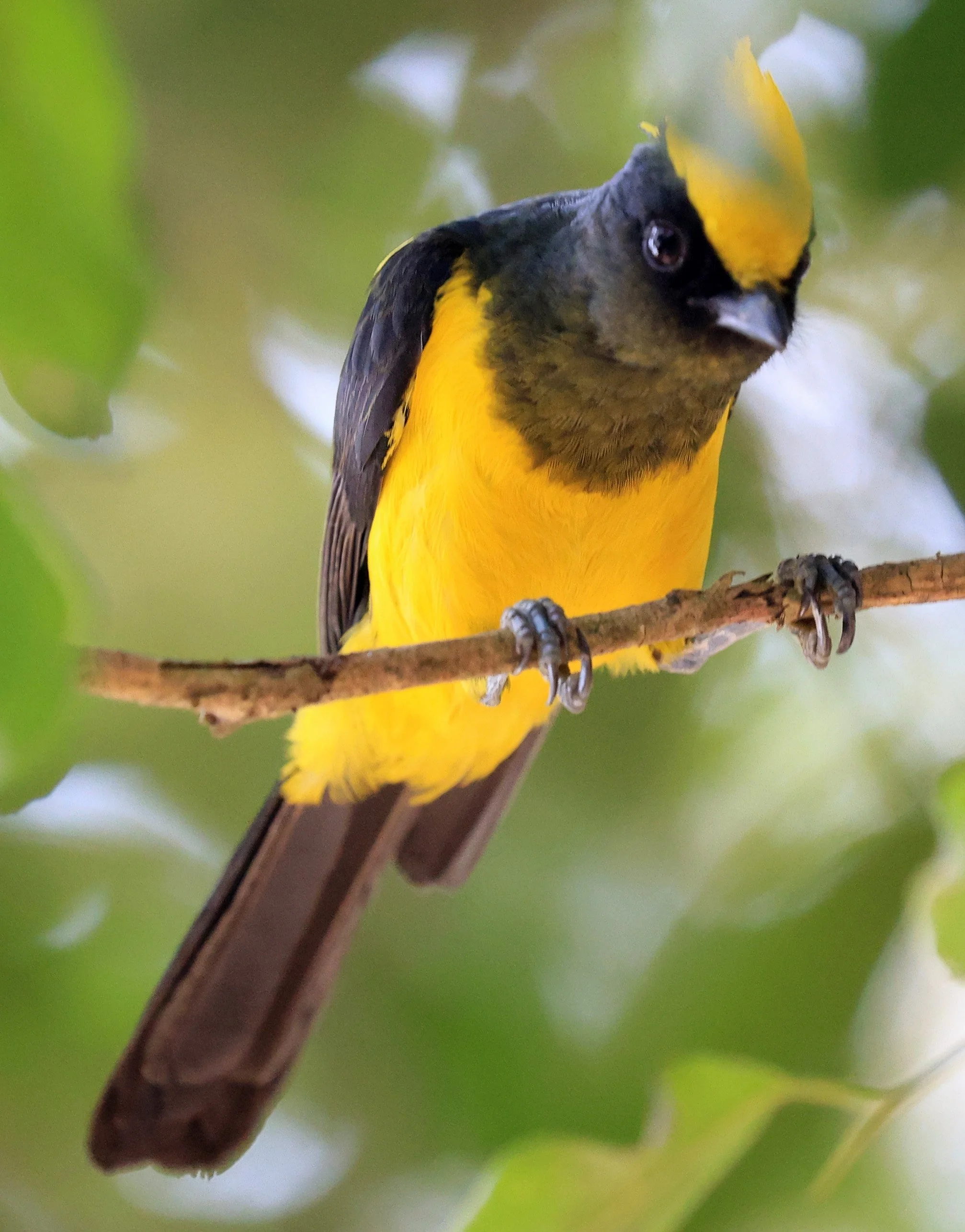 Sultan Tit (Melanochlora sultanea) Kaeng Krachan National Park ESS Expedition 2026(44).jpg