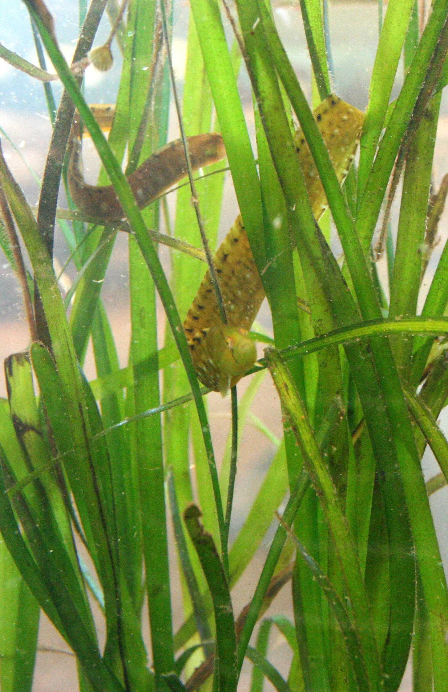 FISH - GUNNEL - PORT TOWNSEND WA.JPG