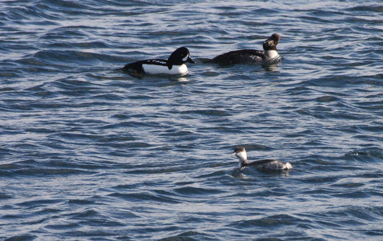 BIRD - DUCK - GOLDENEYE - BARROW'S GOLDENEYE - AND HORNED GREBE - PA HARBOR  (2).JPG