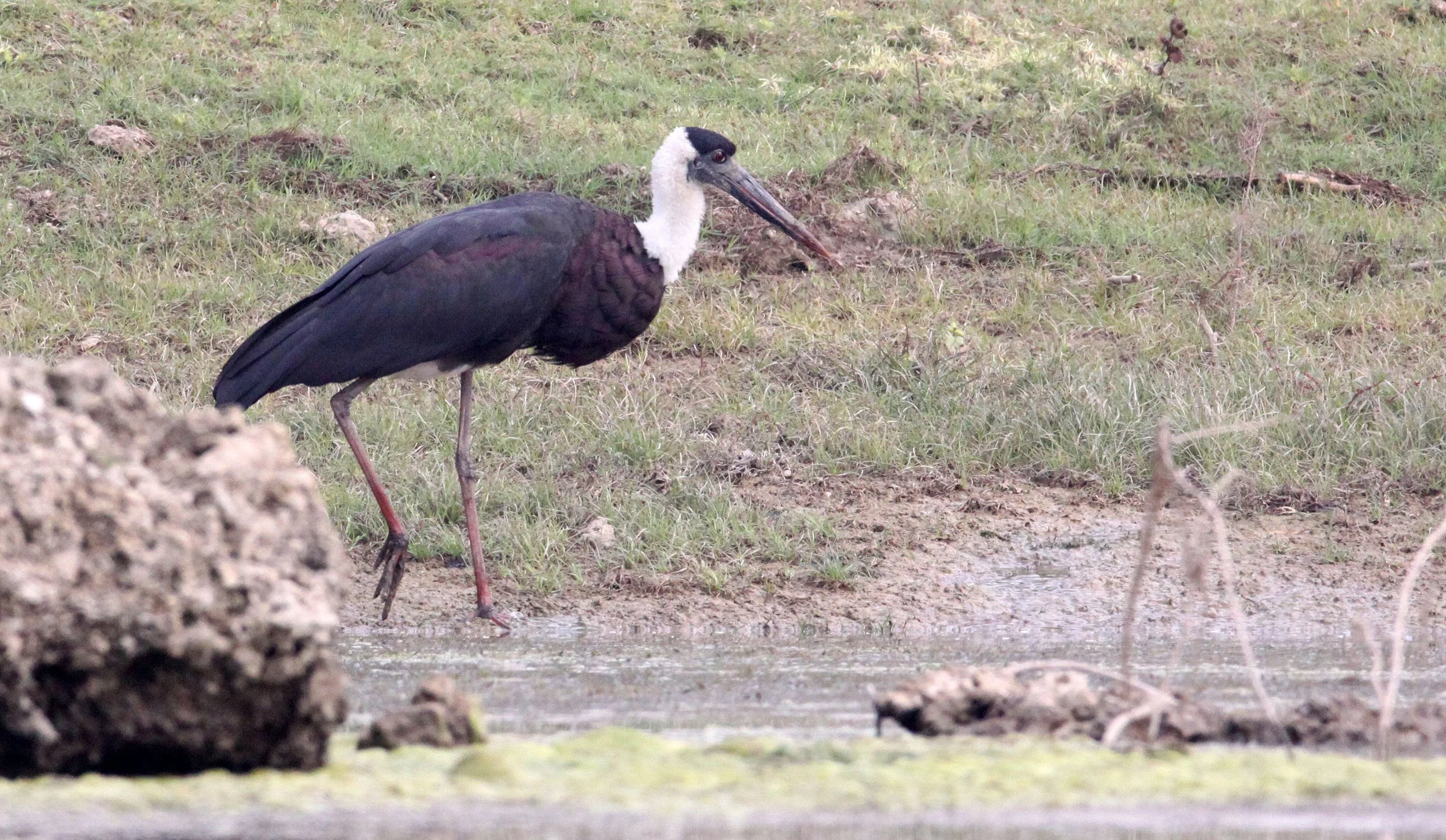STORK - WOOLLY-NECKED STORK - Ciconia episcopus - CHAMBAL RIVER SANCTUARY INDIA (1).JPG