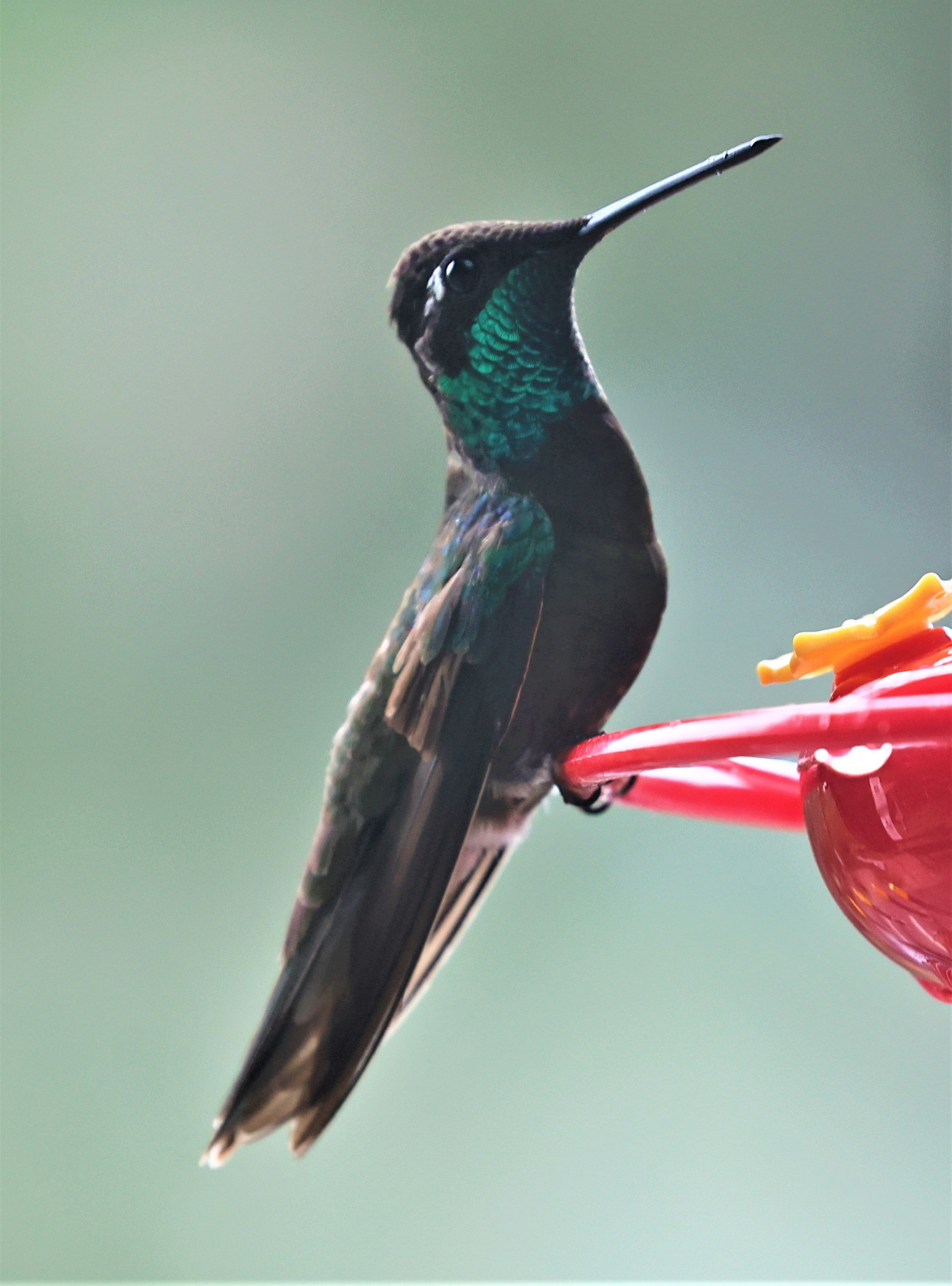 Eugenes fulgens - RIVOLI'S (MAGNIFICENT) HUMMINGBIRD - MADERA CANYON ARIZONA 2022 (4).jpg