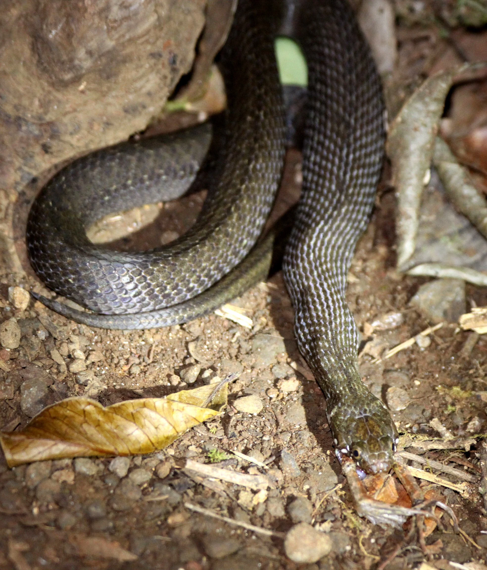 Compsophis albiventris - MADAGASCAR BIG-HEAD SNAKE - EATING A FROG DEATH SCENE - ID UNSURE - MONTAGNE D'AMBRE NATIONAL PARK MADAGASCAR (18).JPG
