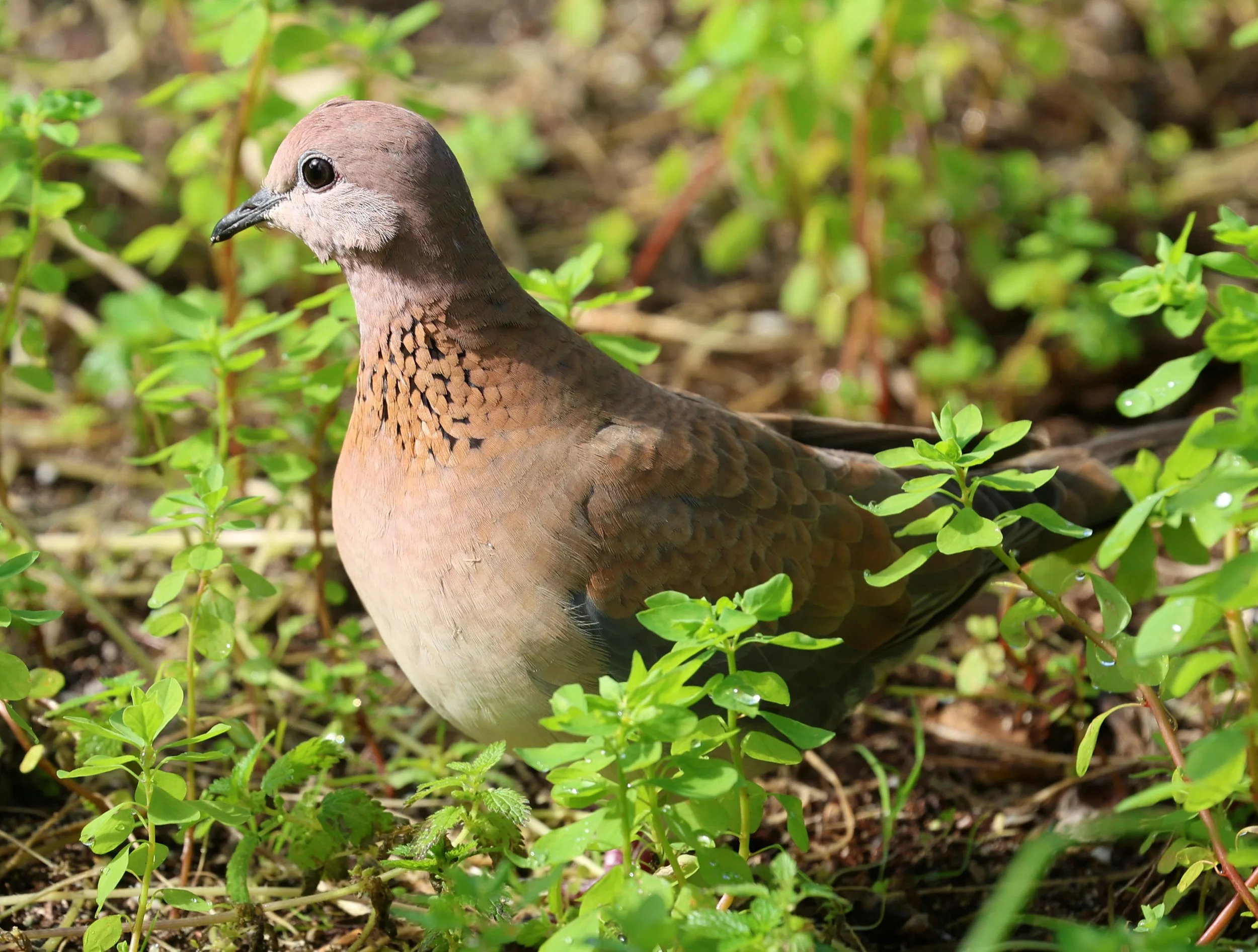 Laughing Dove (Spilopelia senegalensis) Rottnest Island - Western Australia (18).jpg