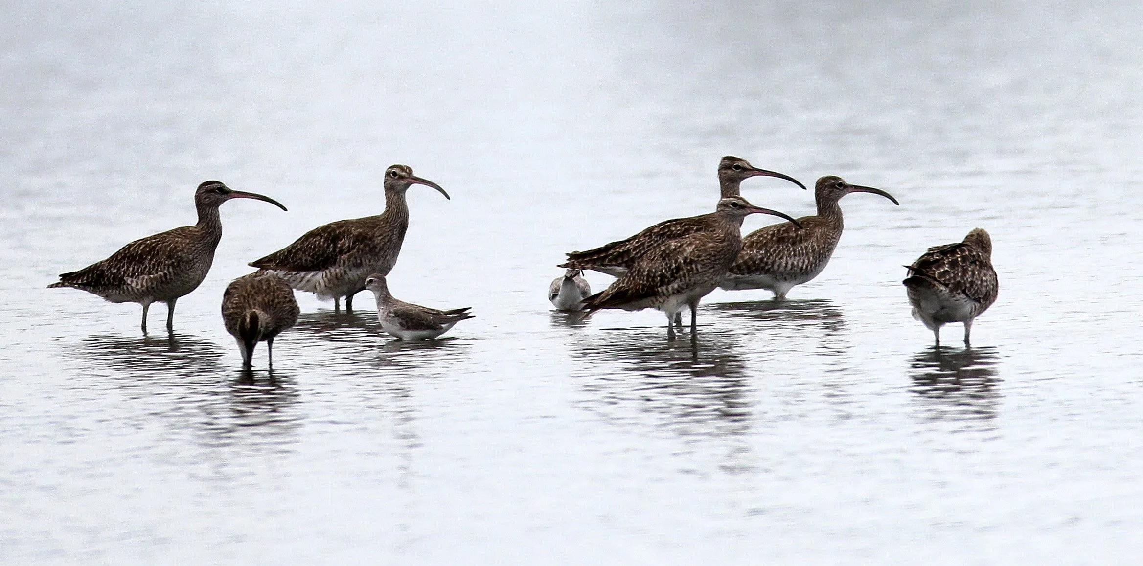 WHIMBREL - Numenius phaeopus - MIXED FLOCK EURASIAN CURLEW - Numenius arquata - PAK THALE THAILAND (79).JPG