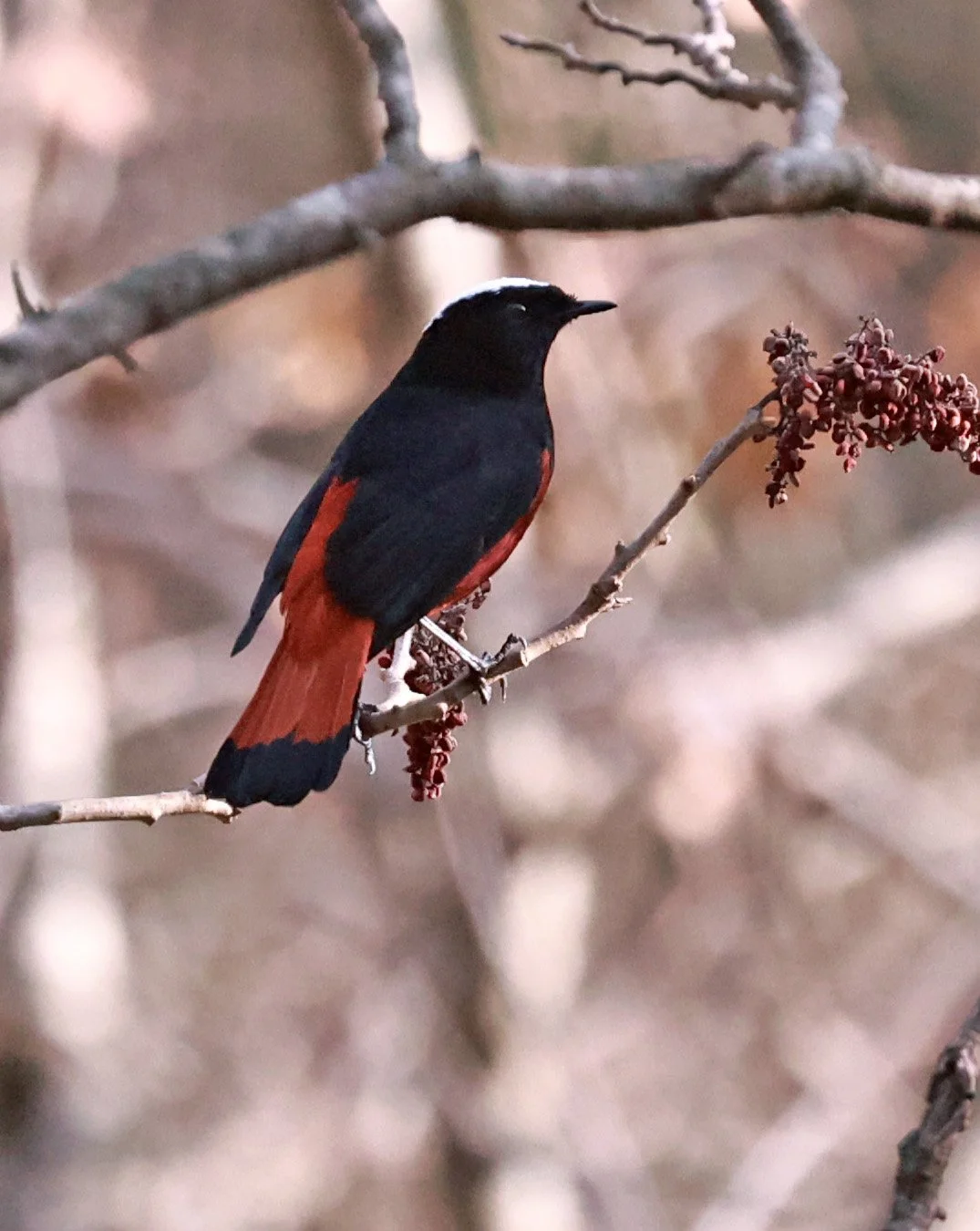 White-capped Redstart (Phoenicurus leucocephalus) Thailand — Coke Smith ...