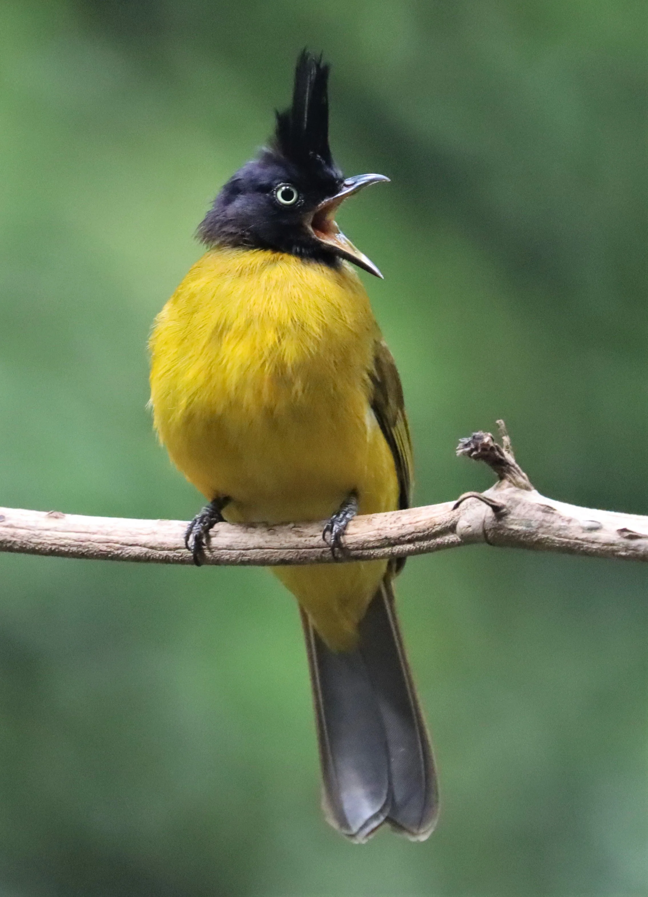 BULBUL - BLACK CRESTED BULBUL - Pycnonotus melanicterus - WAT THAM PRATHUN CHONBURI (10).jpg